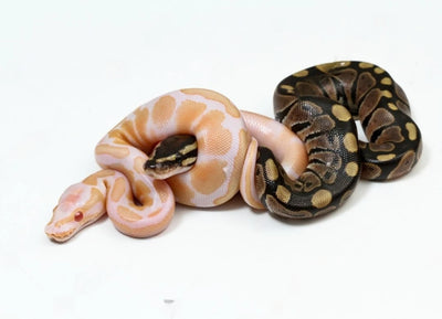 A Complete Guide to Albino Ball Pythons | Wilbanks Reptiles