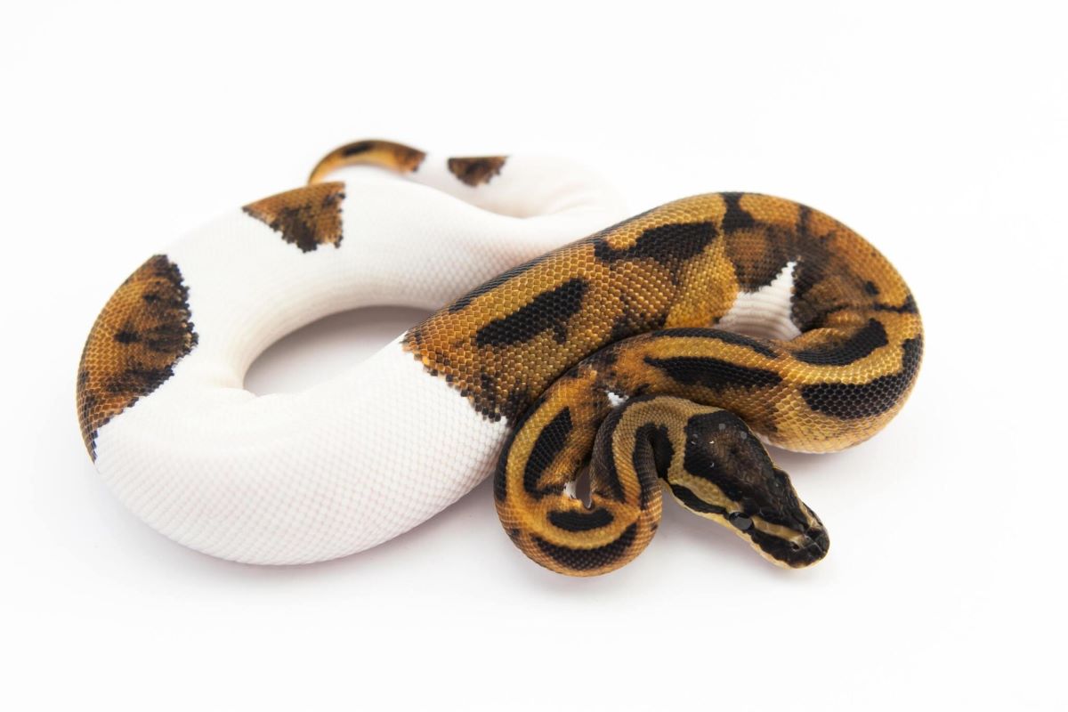 The Piebald Ball Python: A Complete Guide