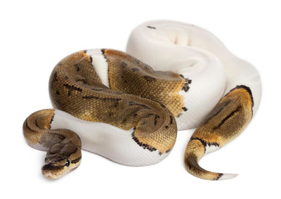 A Comprehensive Guide to Pied Ball Python for Beginners