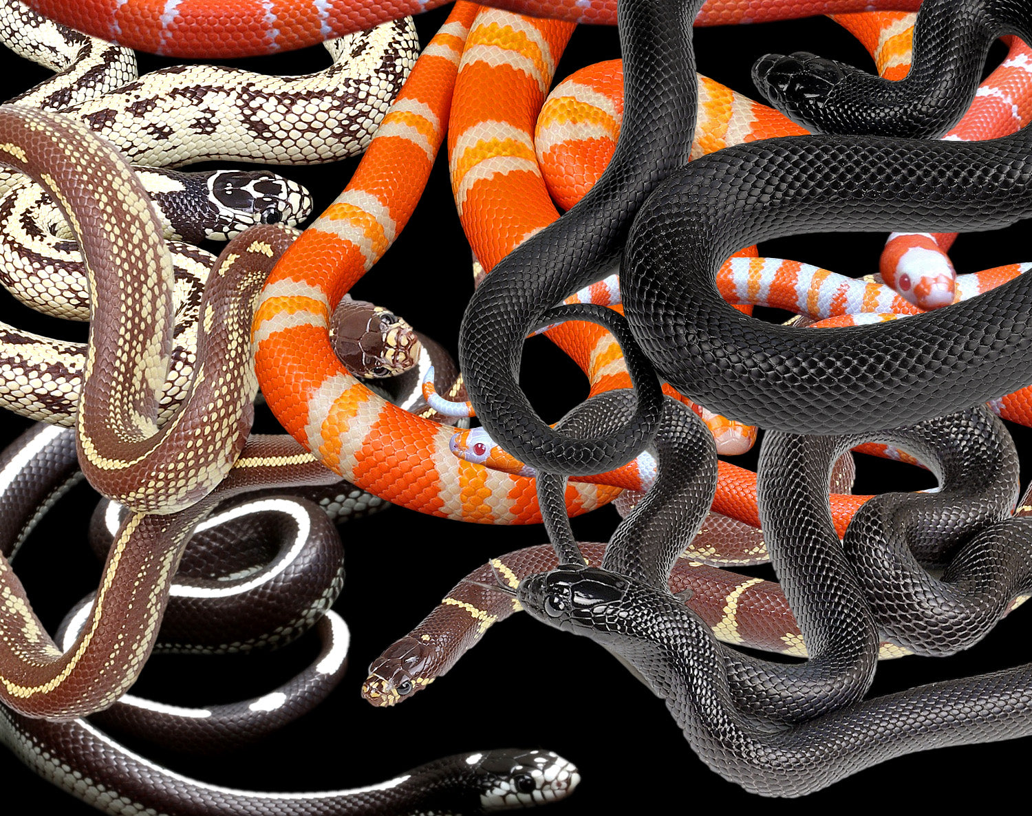【廃盤】SNAKES,THE QONOS vs SNAKES Kingsnakes and Milk Snakes for Sale | Wilbanks Reptiles, USA