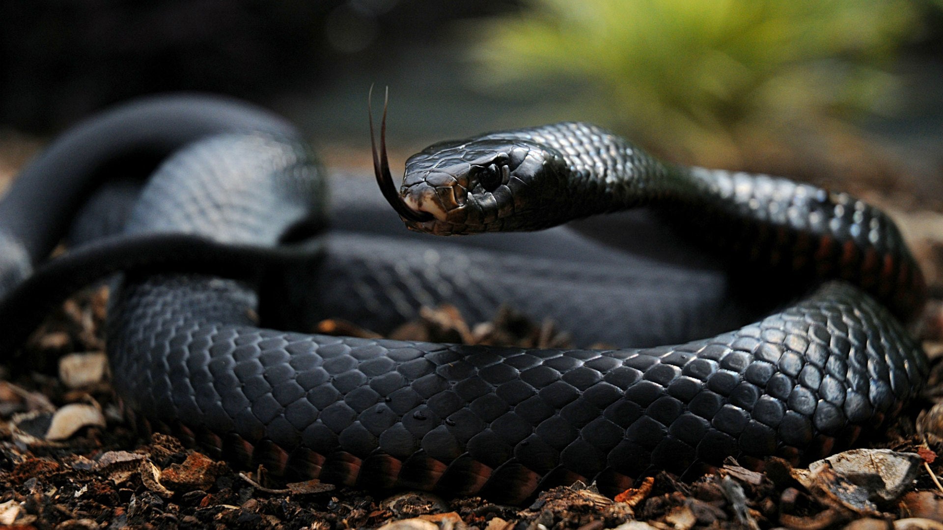 Captive-Bred King Snakes for Sale – Wilbanks Captive Bred