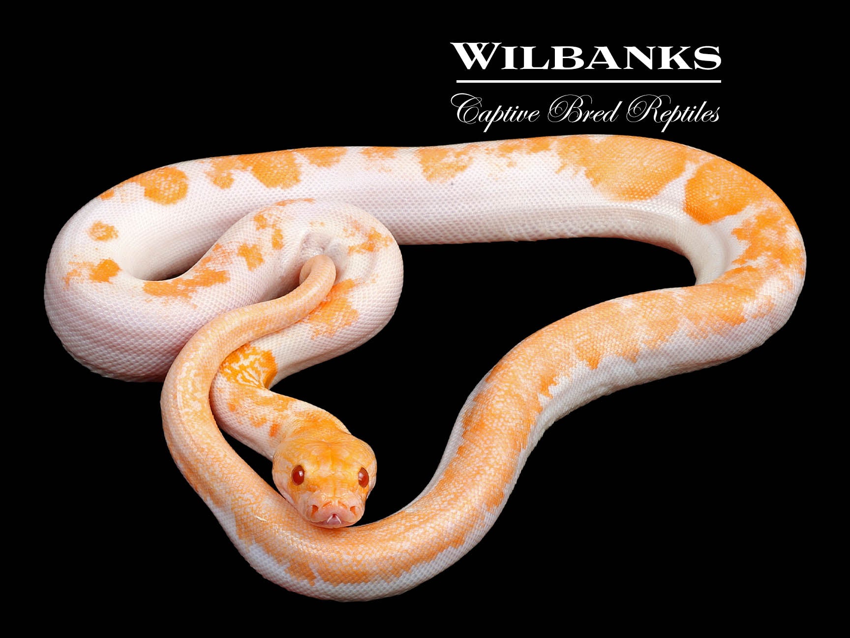 美品　AMERI CLOUDY PYTHON TOP 105253981.jpg?v=1749841997