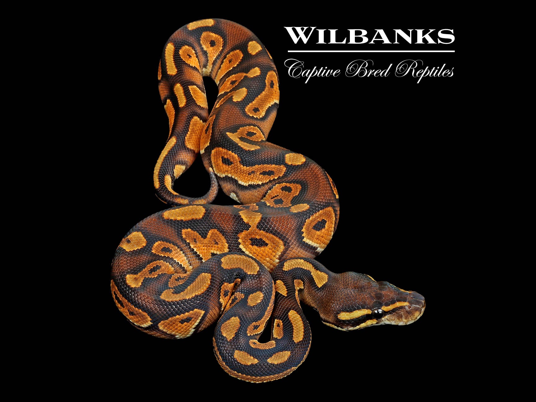 洋書 The Complete Ball Python Amazon | Ball Pythons: A Complete Guide to Python Regius
