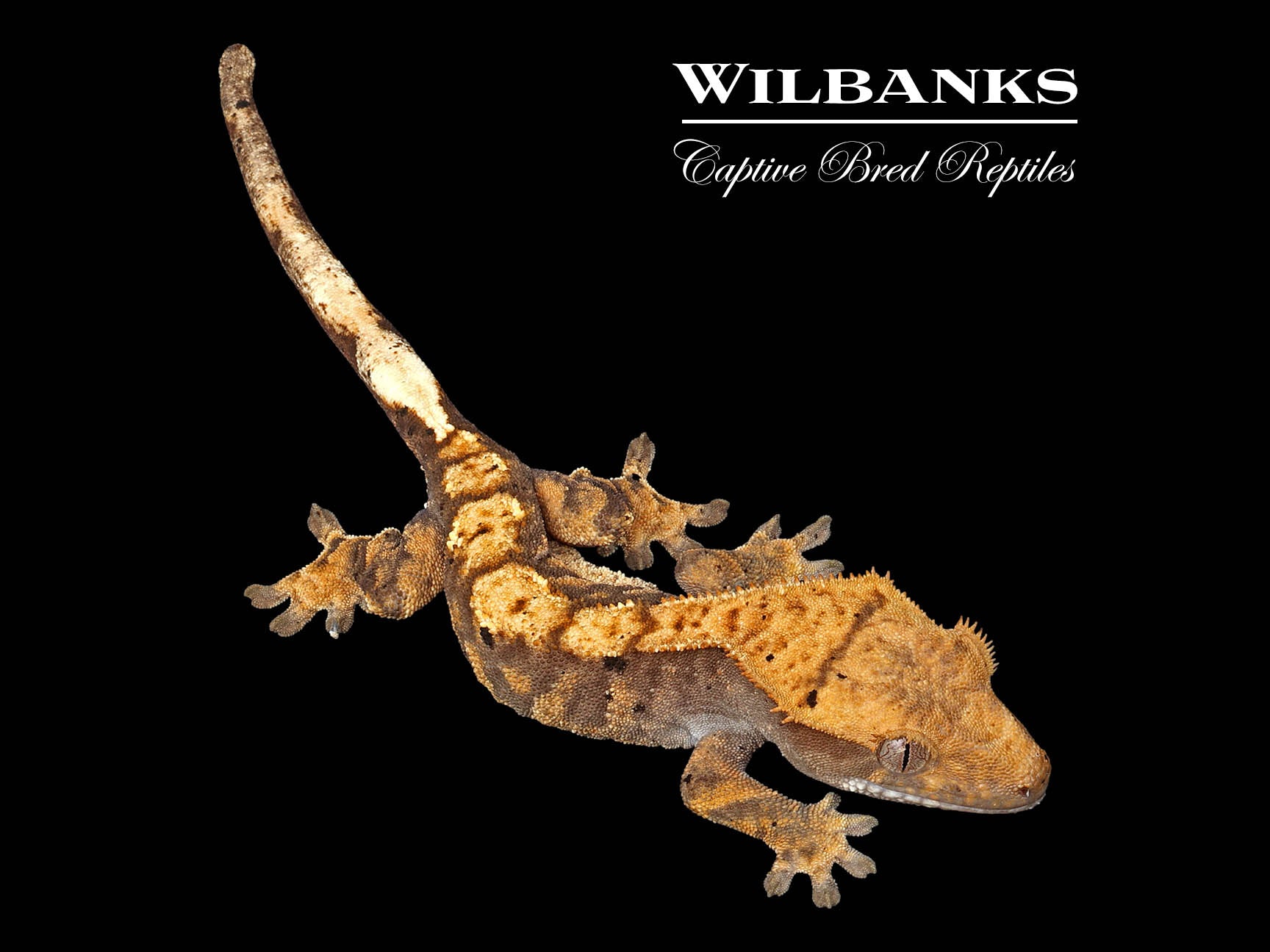 レゲエ The Abyssinians Backed The Abyssinians | The Freight