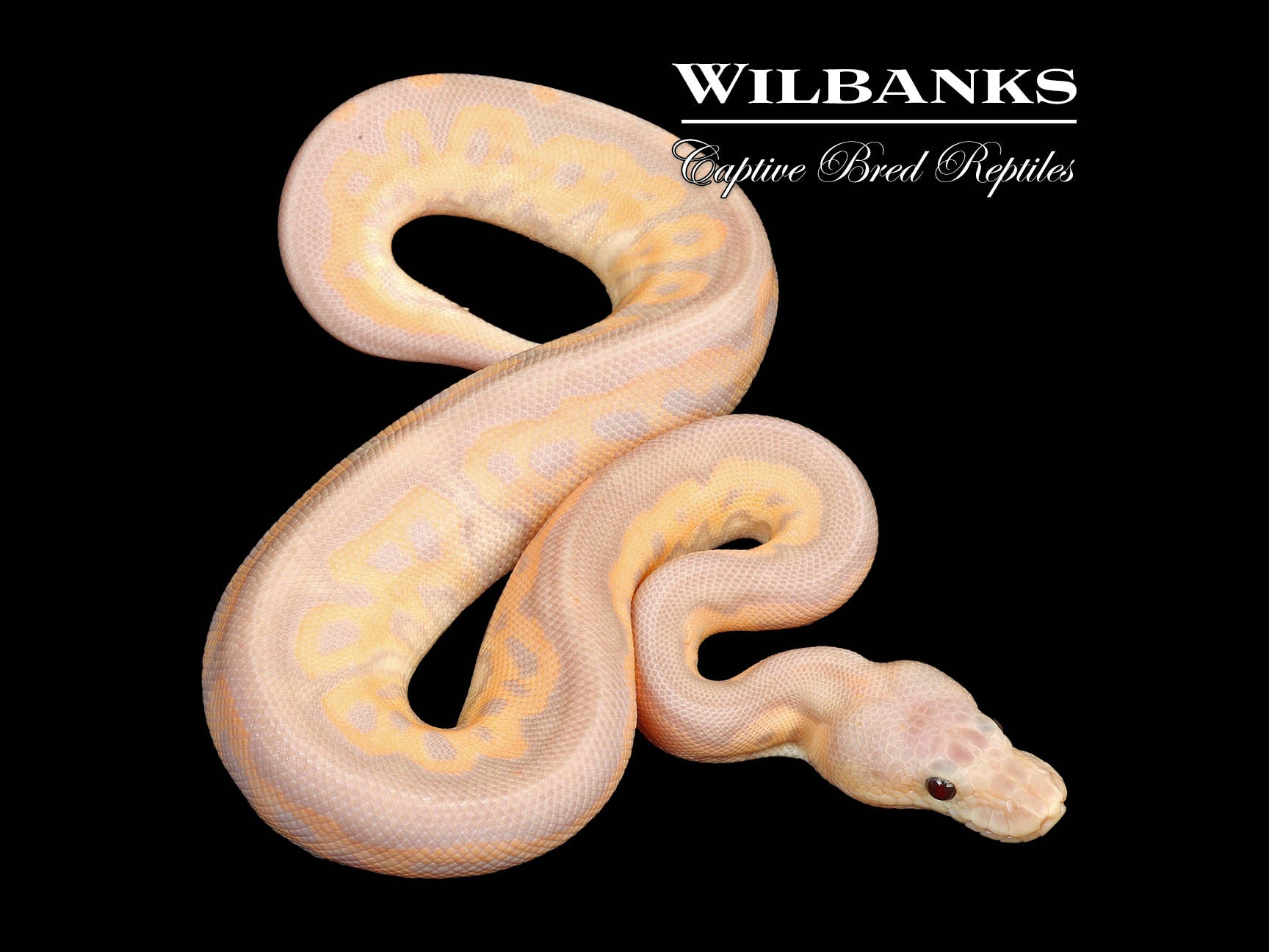 【sho_chin】bal original WILDTHINGS 81lmGHf-9HL.jpg