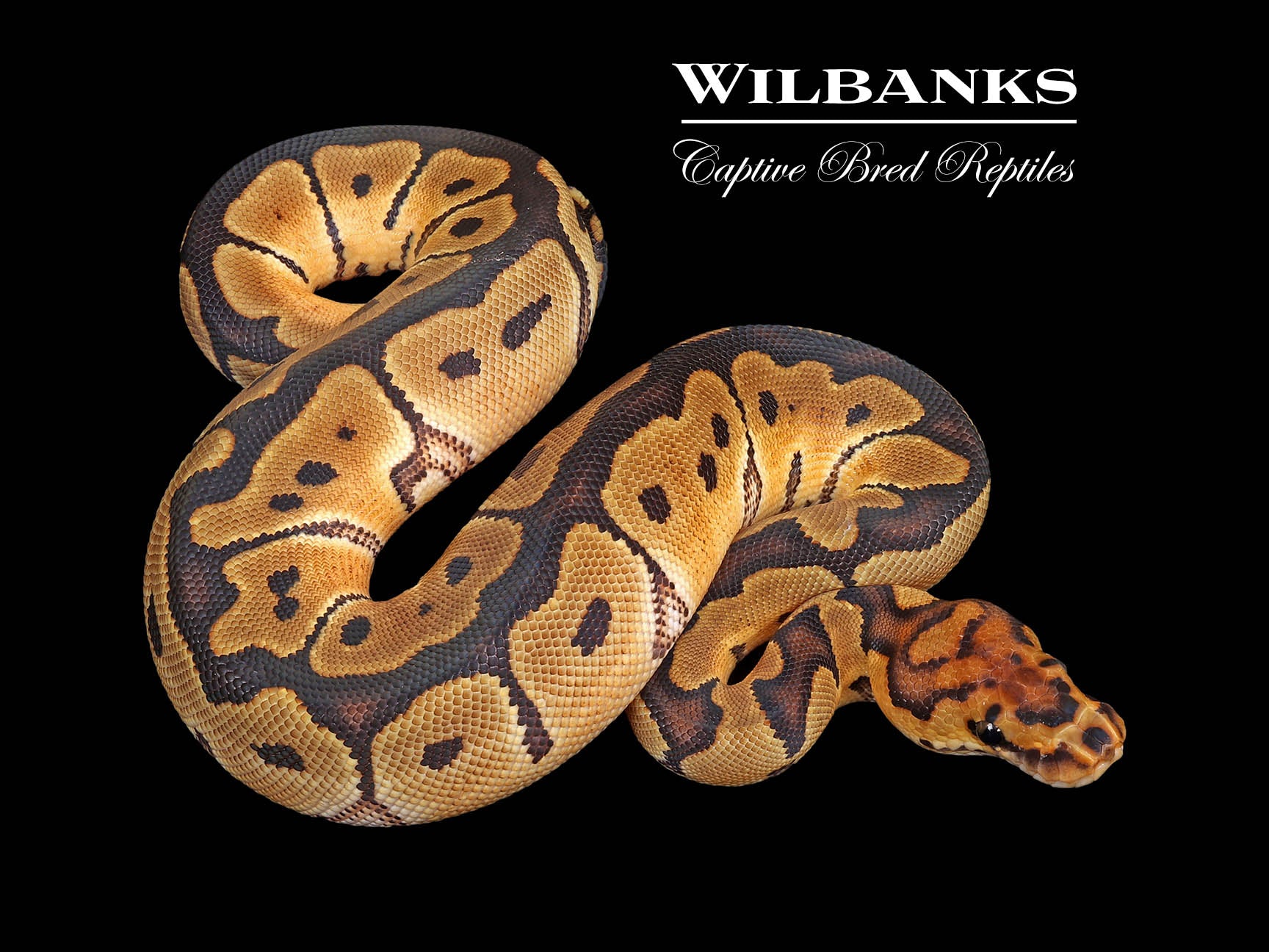 洋書 The Complete Ball Python The Complete Guide to Ball Python Ownership and Care