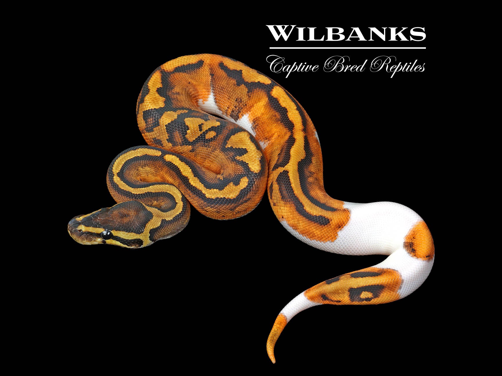Blackhead Pied 100% Het. Lavender Albino Ball Python ♀ '25