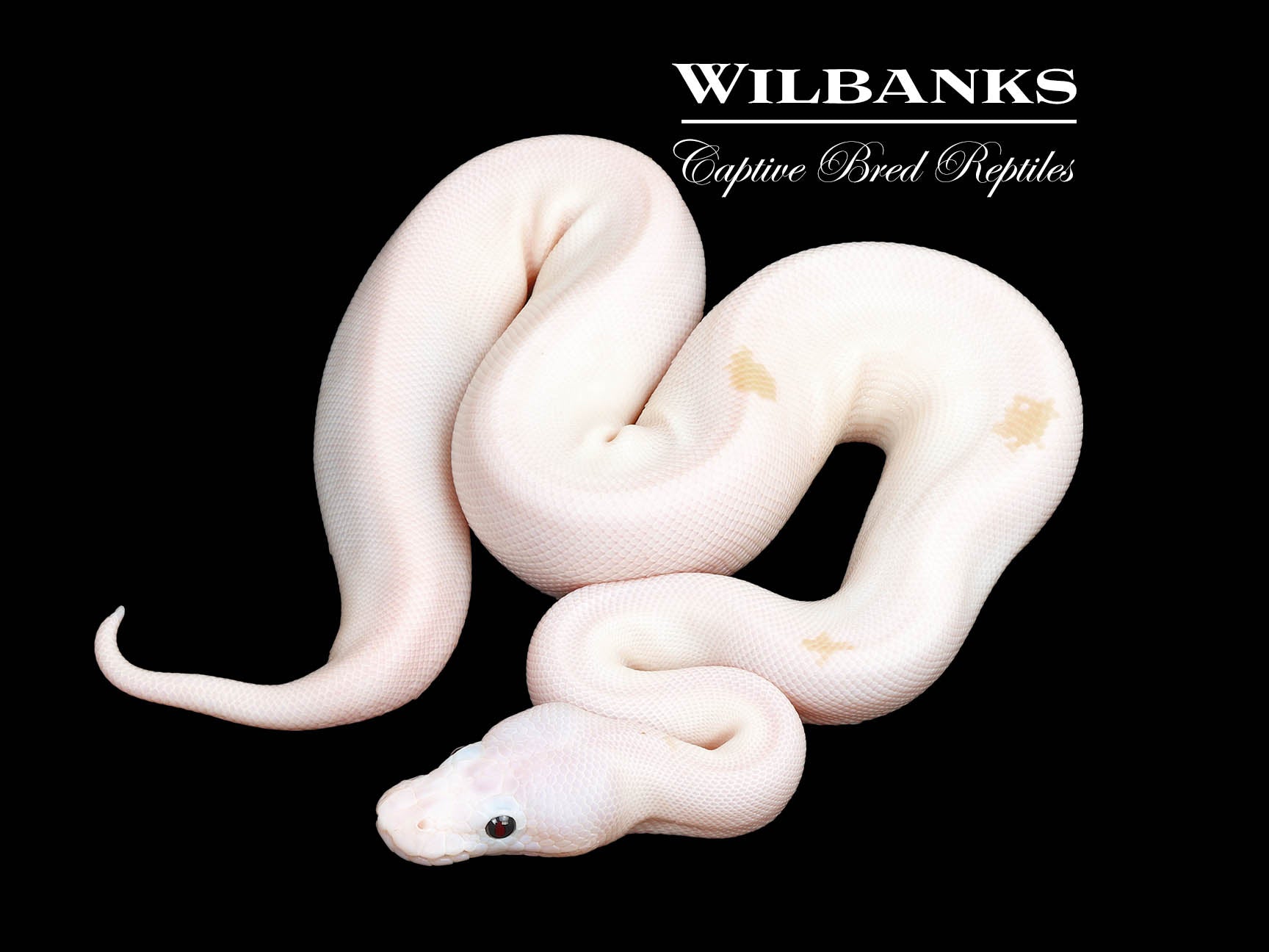 Biancalani 花瓶☆SALE Super Fire Ball Python ♀ '25 – Wilbanks Captive Bred Reptiles