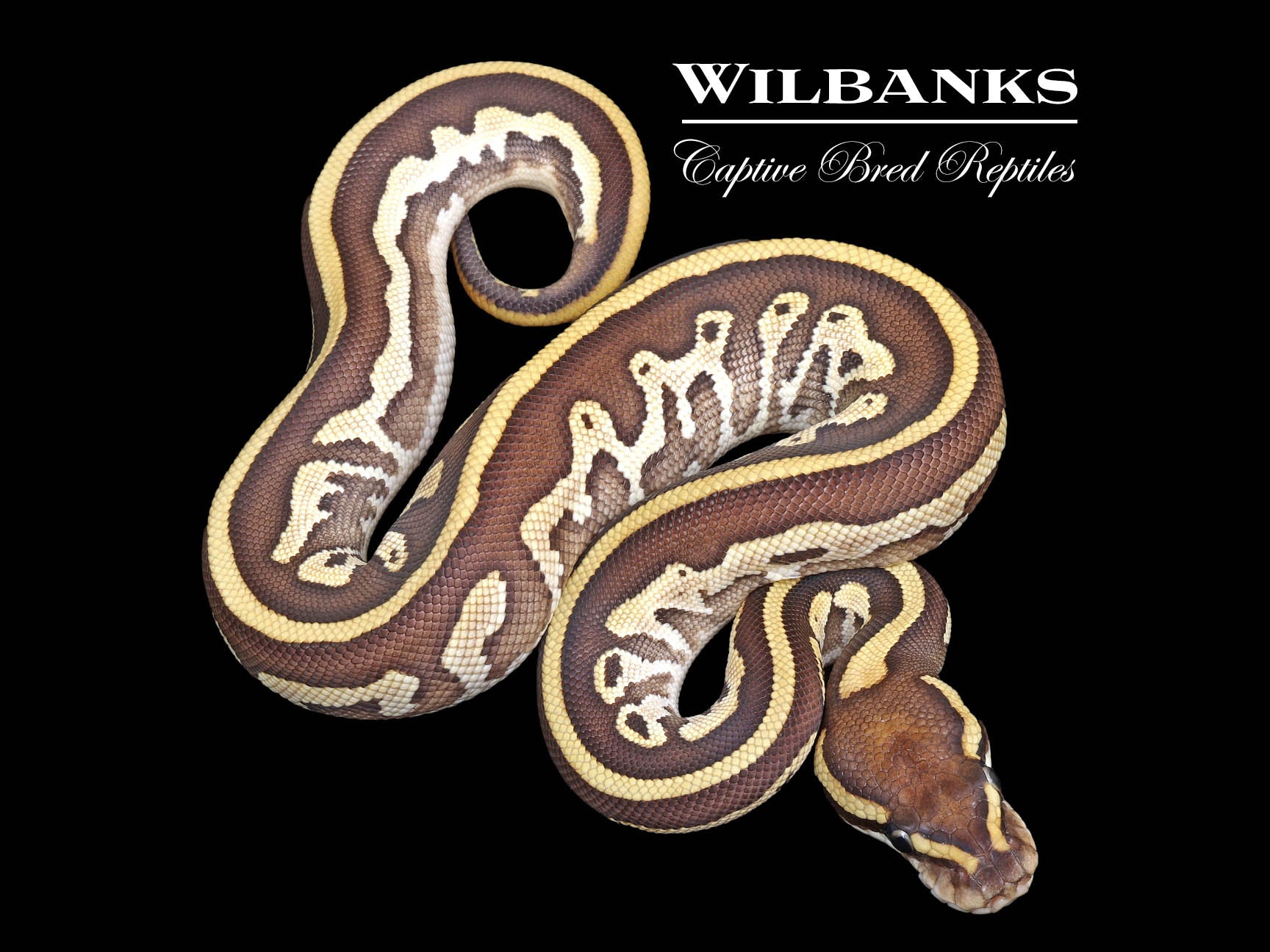 Leopard Mojave Ball Python ♀ '25 – Wilbanks Captive Bred