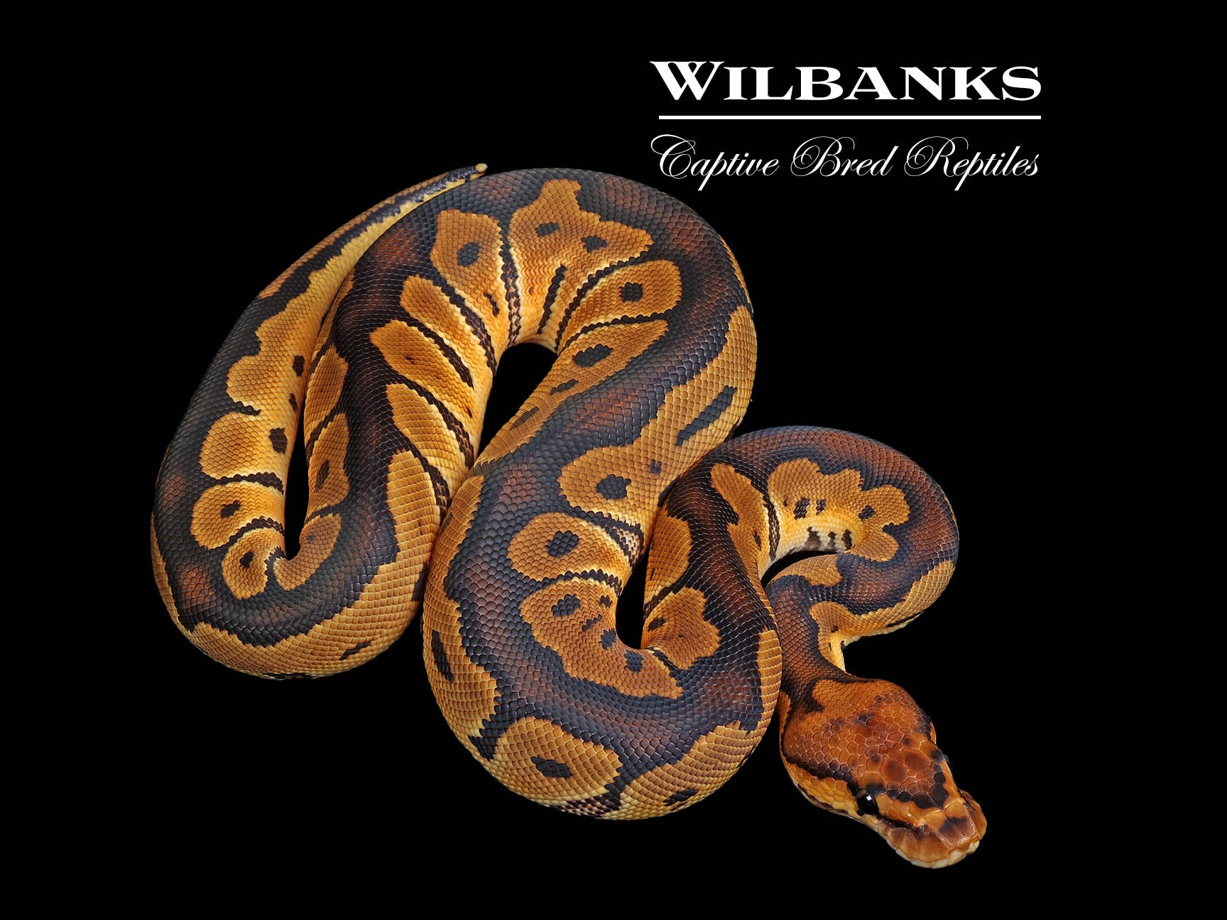 洋書 The Complete Ball Python Clown Ball Python ♀ '25 – Wilbanks Captive Bred Reptiles