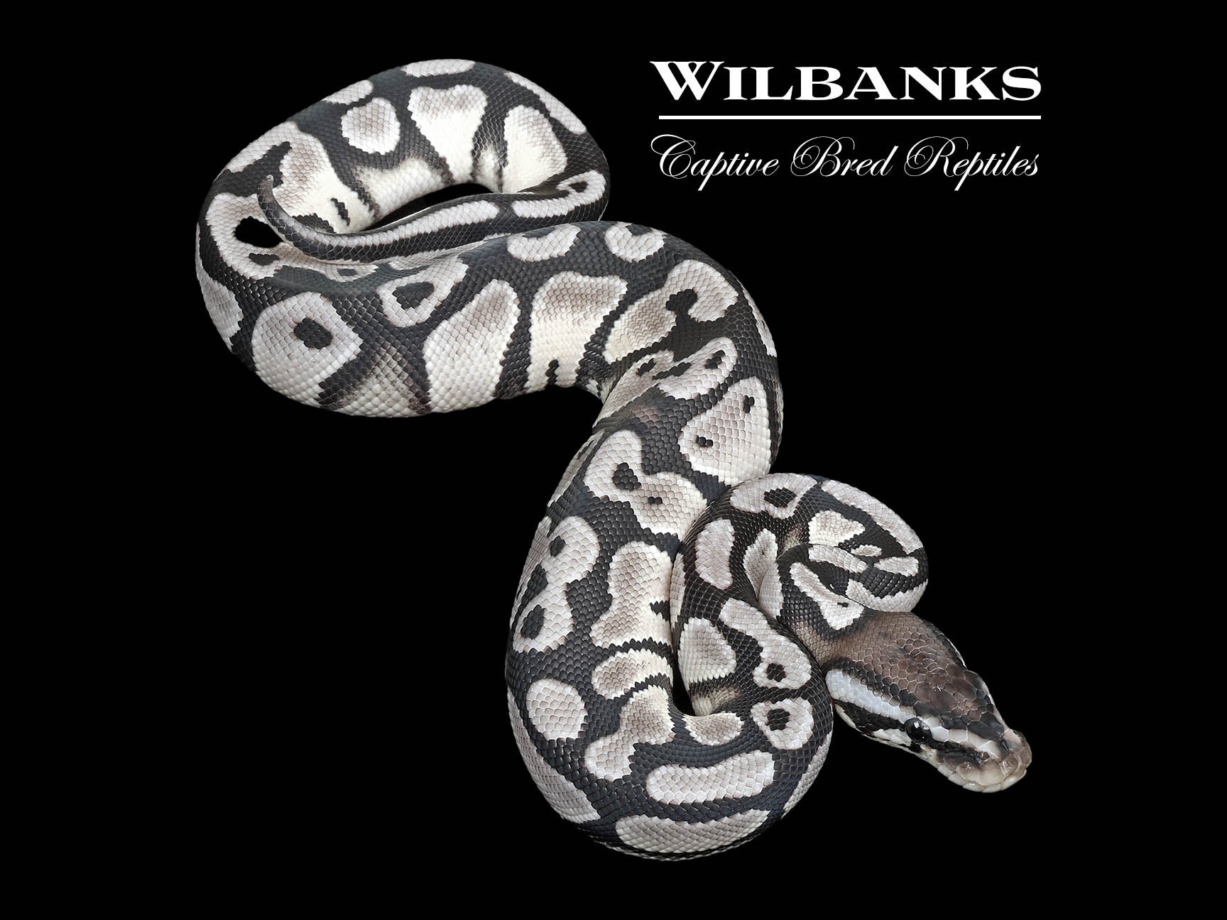 【Anpanchi】 Pastel Orange Dream Axanthic (VPI) Ball Python ♂ '25