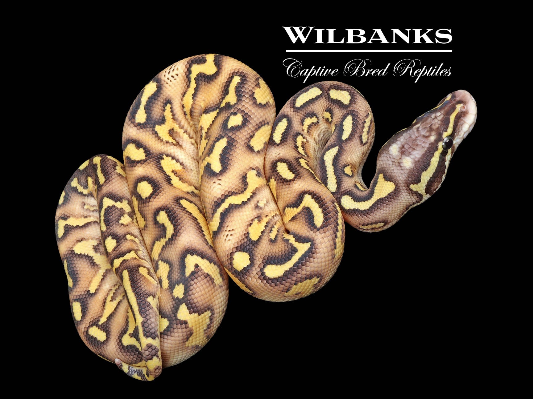 GHI Super Asphalt Pastel Ball Python ♂ '25 – Wilbanks Captive