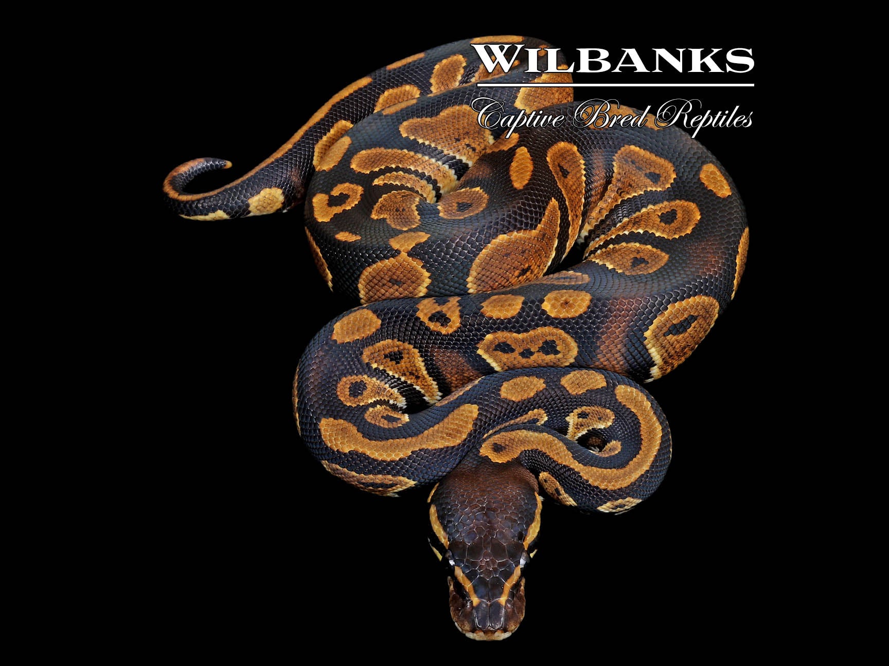 Dupuy Berberian 「Nectars」 Nectar for the catalogue Nicolas par Charles Berberian and