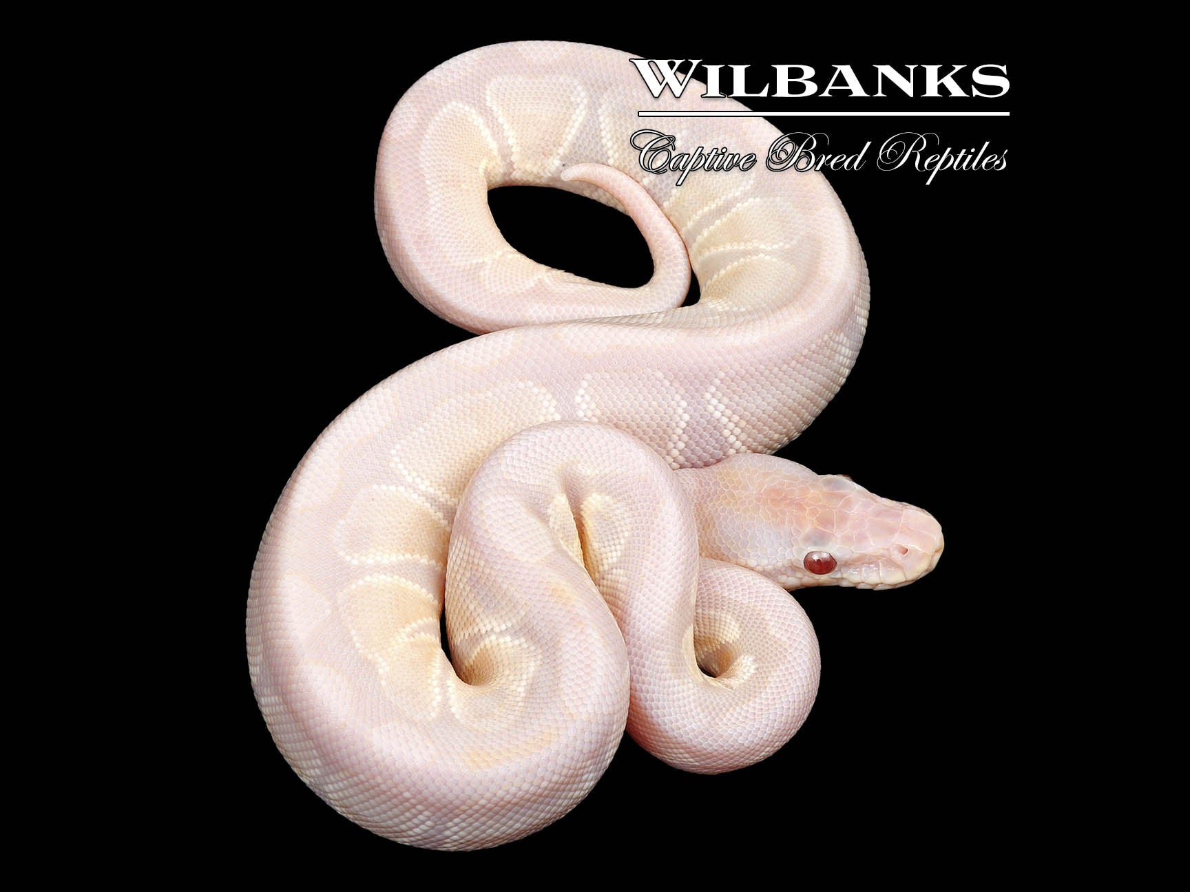 Lavender Snow Ball Python ♀ '25 – Wilbanks Captive Bred