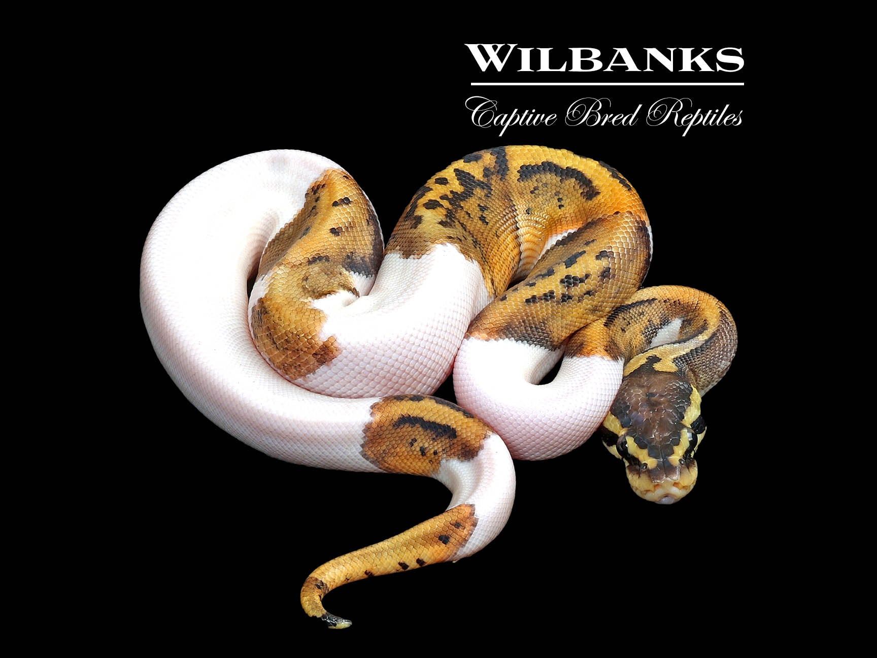 Pastel Pied Ball Python ♂ '25 – Wilbanks Captive Bred Reptiles
