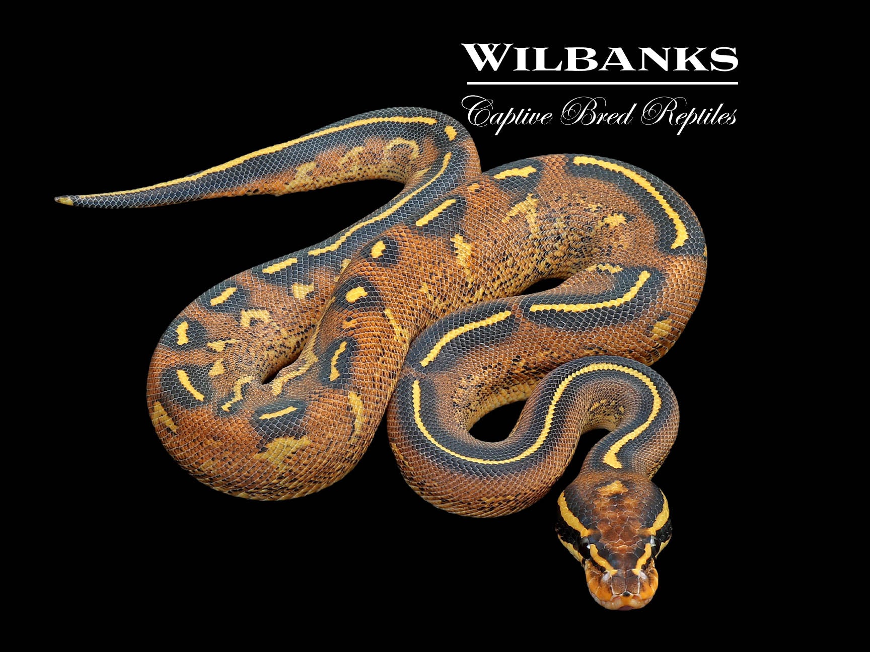 Freeway Ball Python ♂ '25 – Wilbanks Captive Bred Reptiles