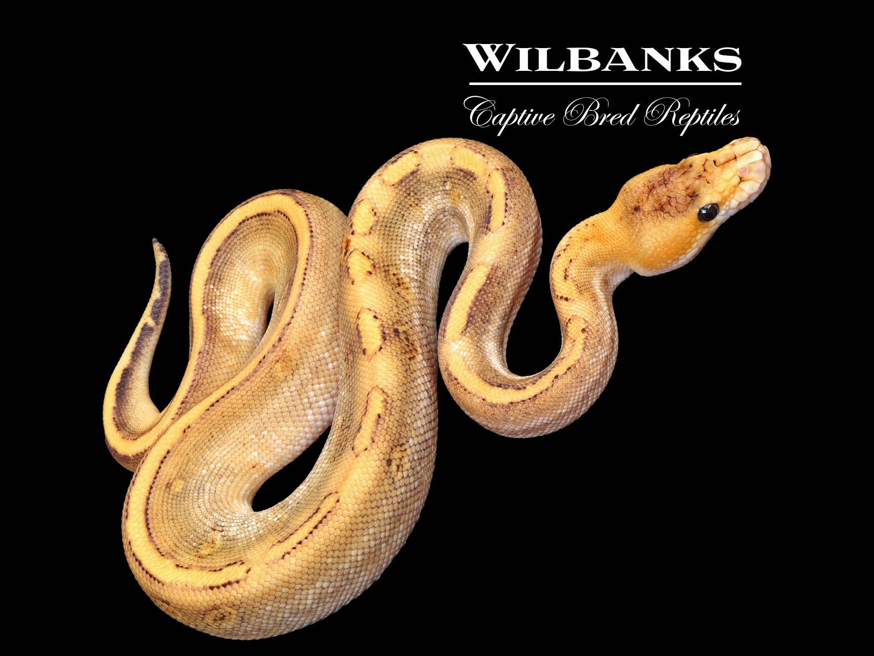 Champagne 100% Het. Hypo Ball Python ♂ '25 – Wilbanks