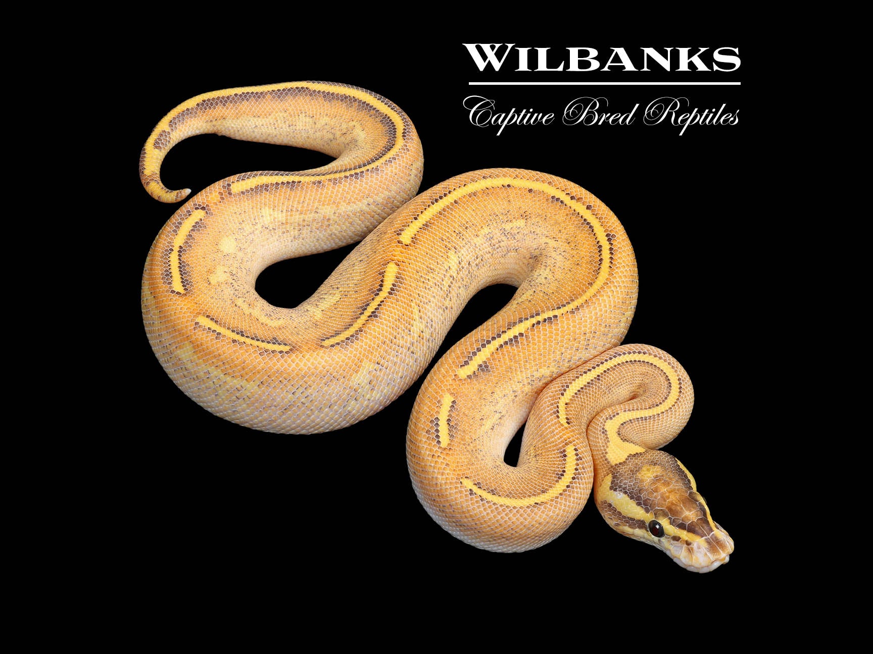 Fire Highway Ball Python ♀ '25 – Wilbanks Captive Bred Reptiles