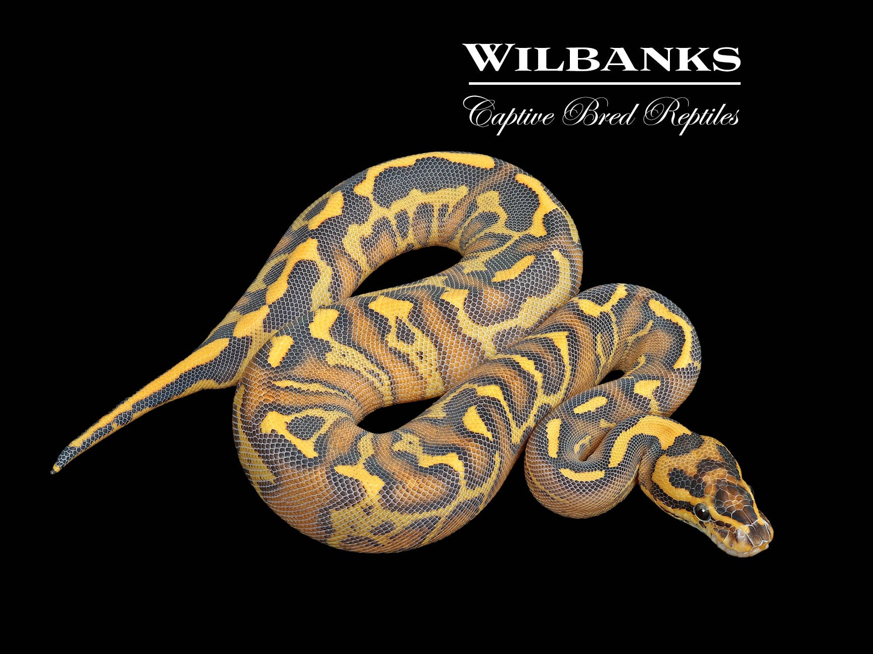 洋書 The Complete Ball Python Pastel Enchi Highway Ball Python ♀ '25 – Wilbanks Captive