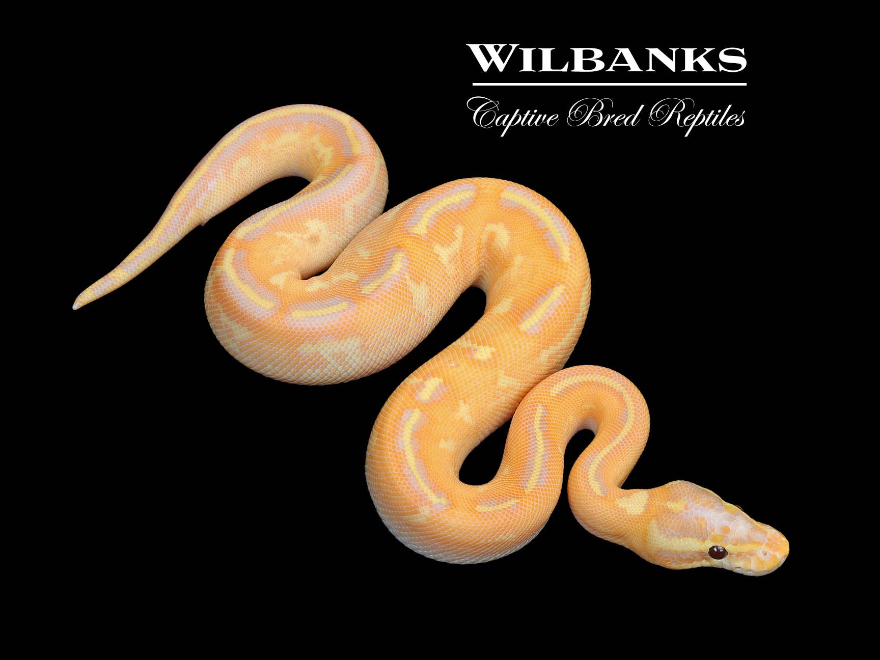 Banana Fire Freeway Ball Python ♂ '25 – Wilbanks Captive