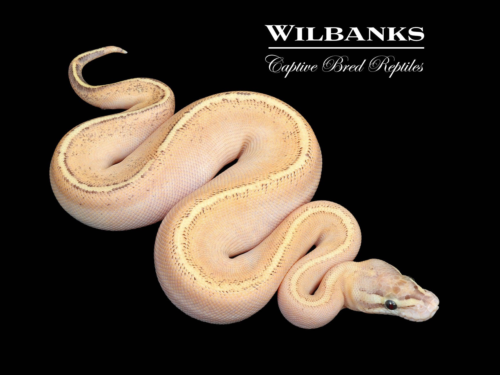 Super Spark Ball Python ♀ '25 – Wilbanks Captive Bred Reptiles