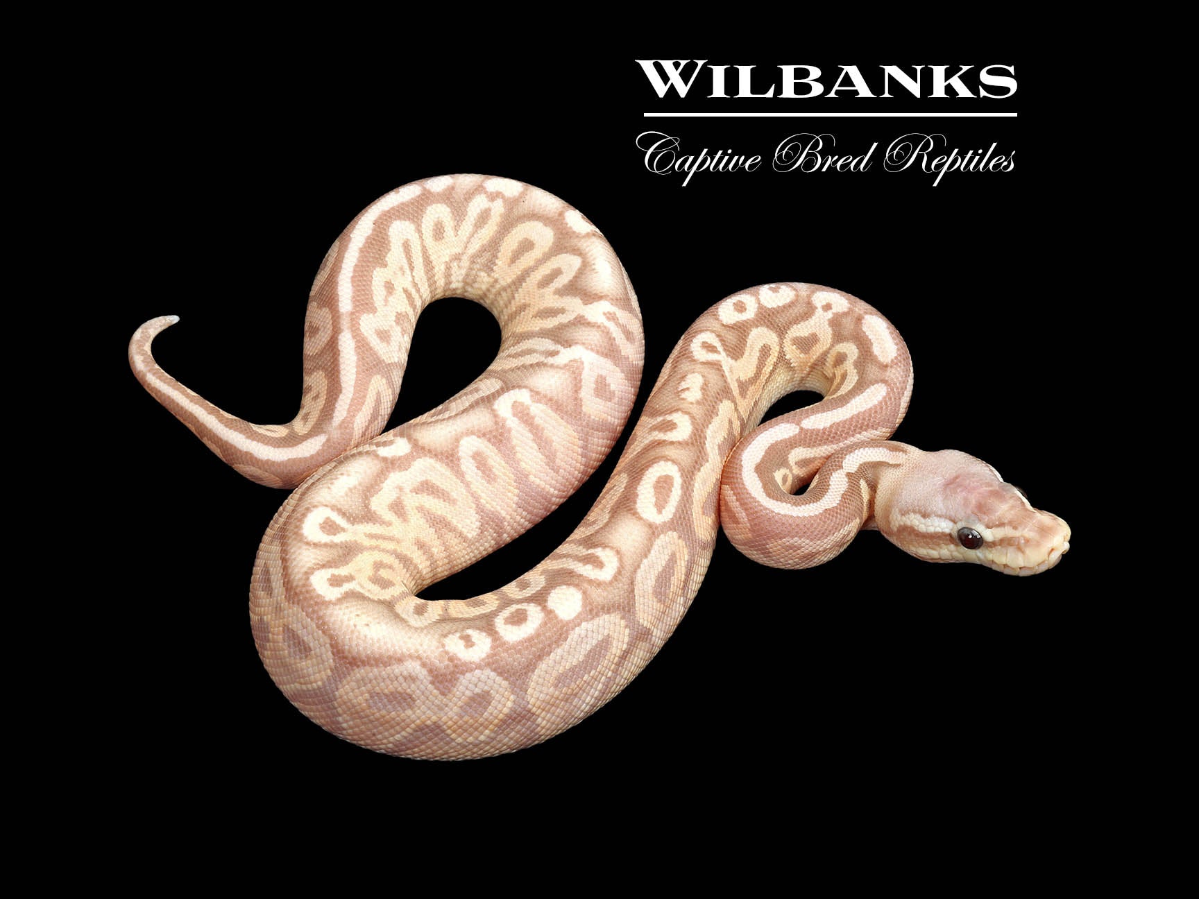 banana Gold Plated BFA Banana Plugs for Home Audio Speaker Wire