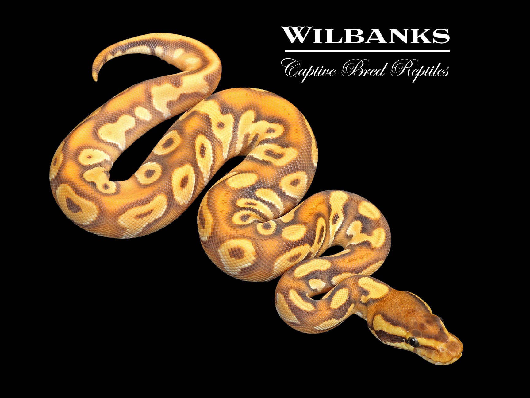 JOCHUM ビラ Super Orange Dream Black Head Mojave Enchi Ball Python