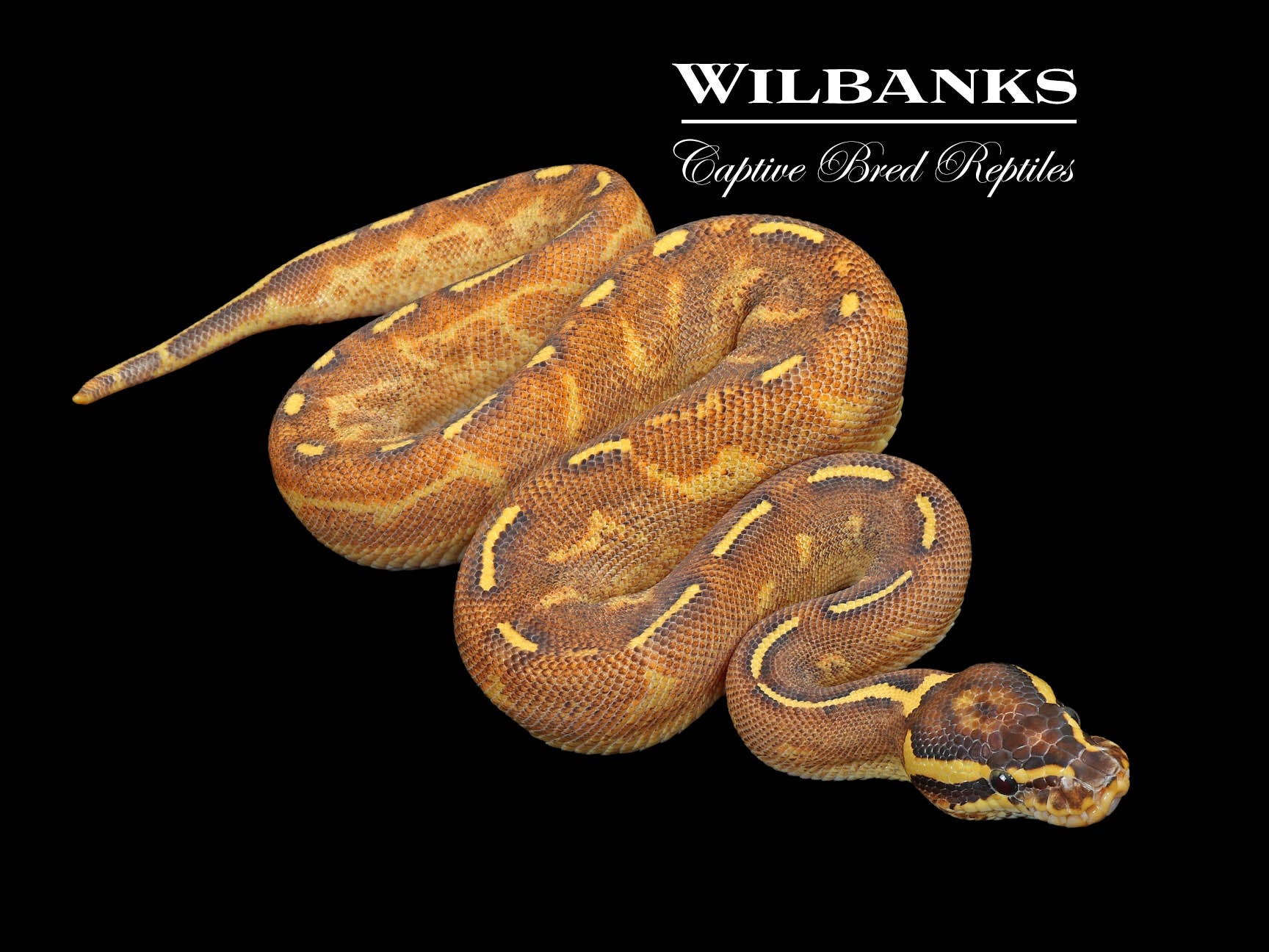 what makes a mardi gras ball python