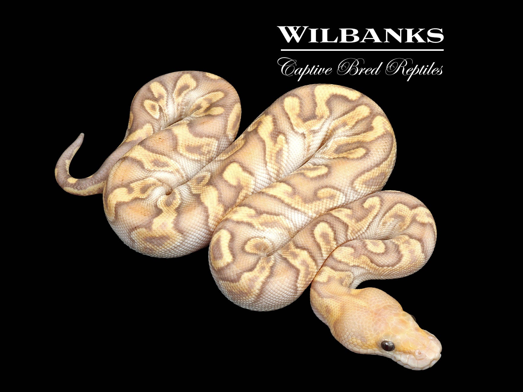 邦楽 NUCLEAR BANANA Nuclear Banana | Osprey Guide Adventures