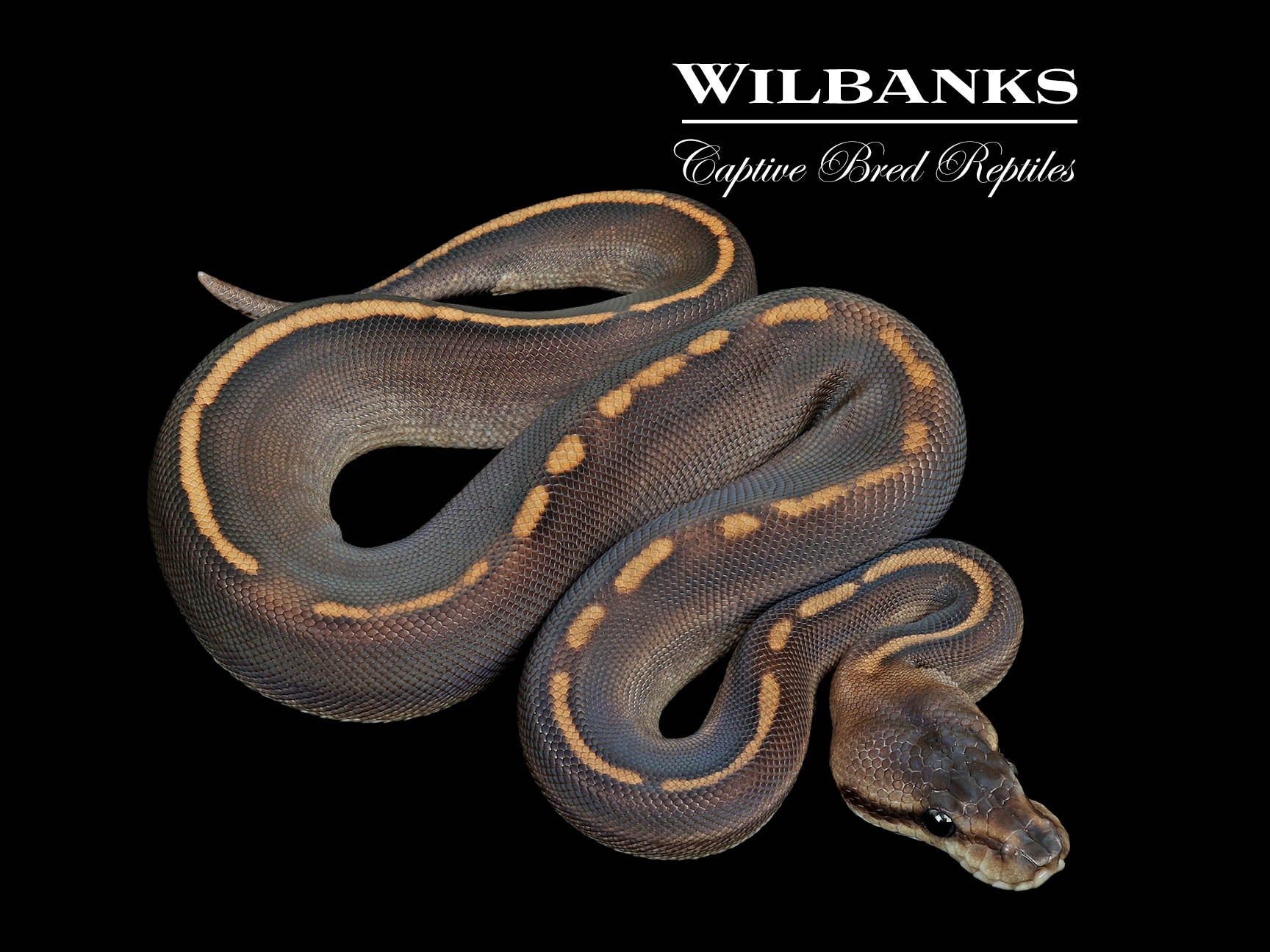 【sho_chin】bal original WILDTHINGS Stranger Cinnamon Ball Python ♀ '25 – Wilbanks Captive Bred