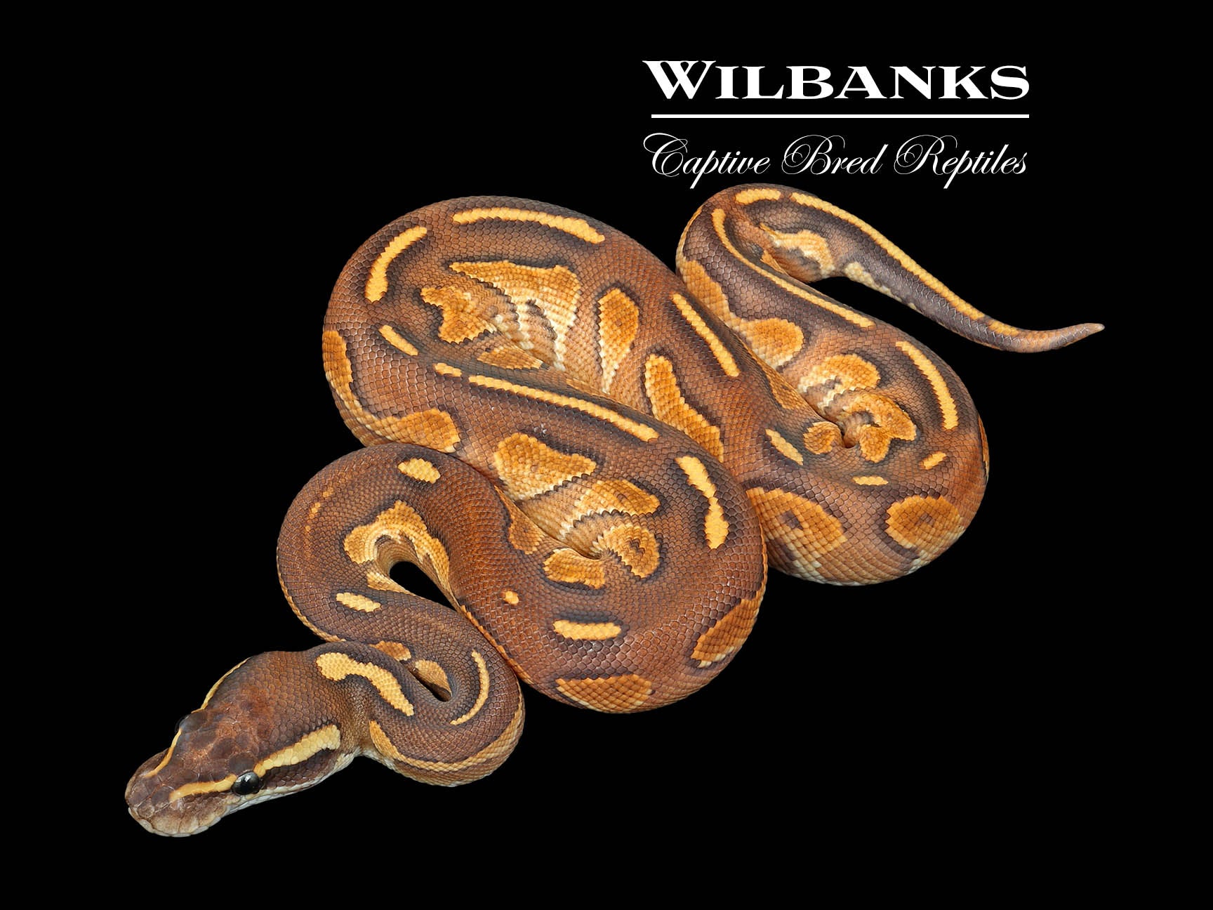 Blackhead Fire Cinnamon Special Enchi Ball Python ♂ '25