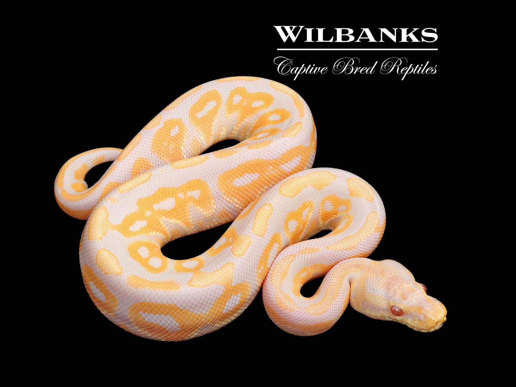 Cinnamon Candy Ball Python ♂ '25 – Wilbanks Captive Bred