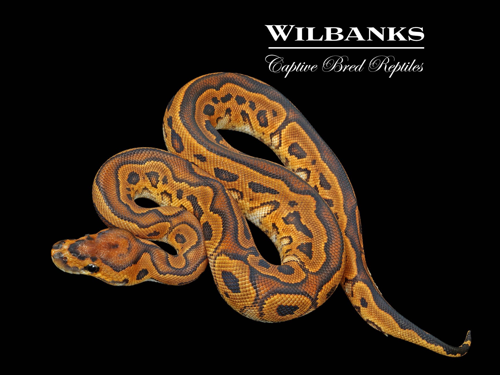 Sugar Yellow Belly Clown Ball Python ♀ '25 – Wilbanks