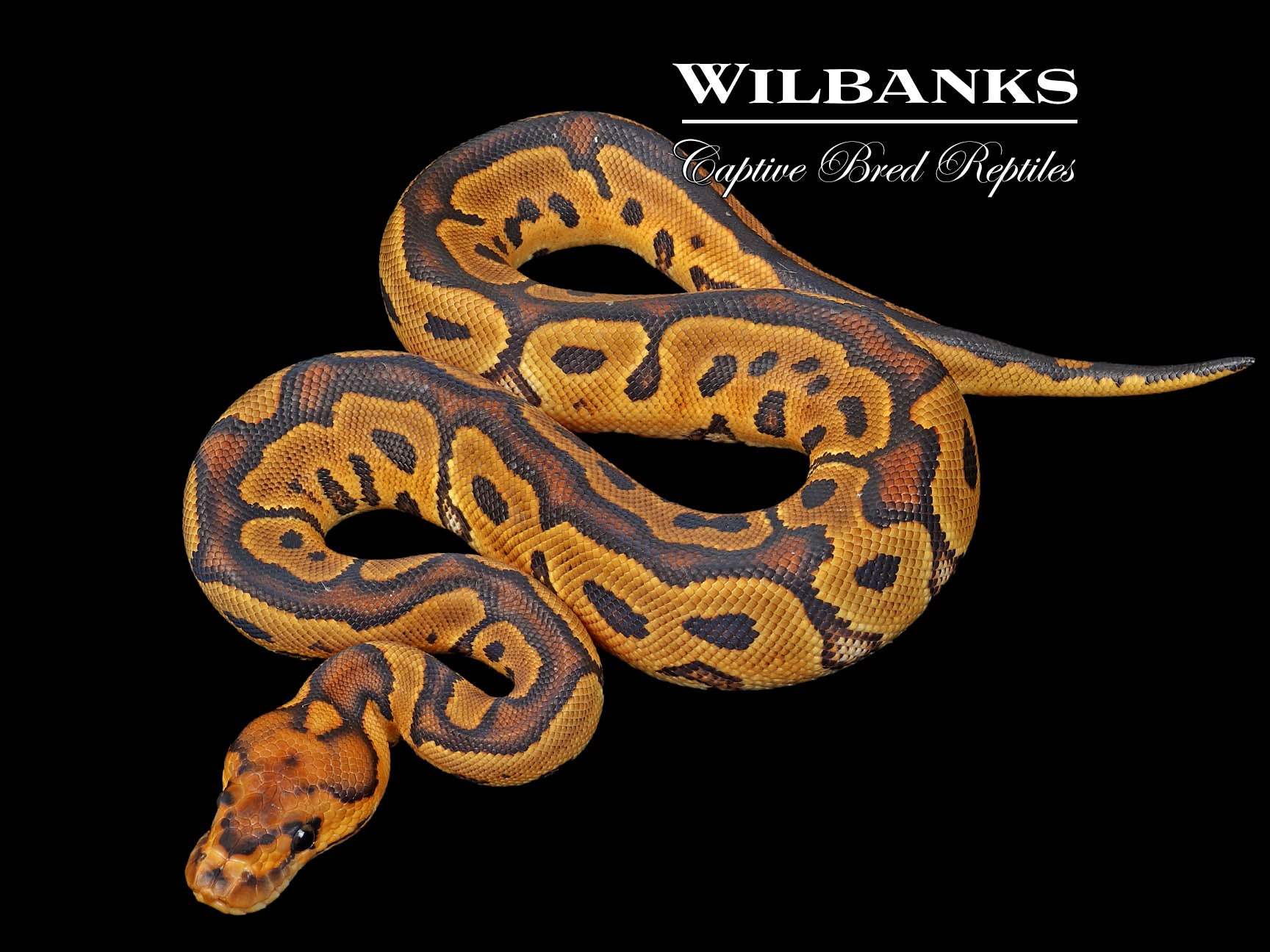 Clown Ball Python ♀ '25 – Wilbanks Captive Bred Reptiles