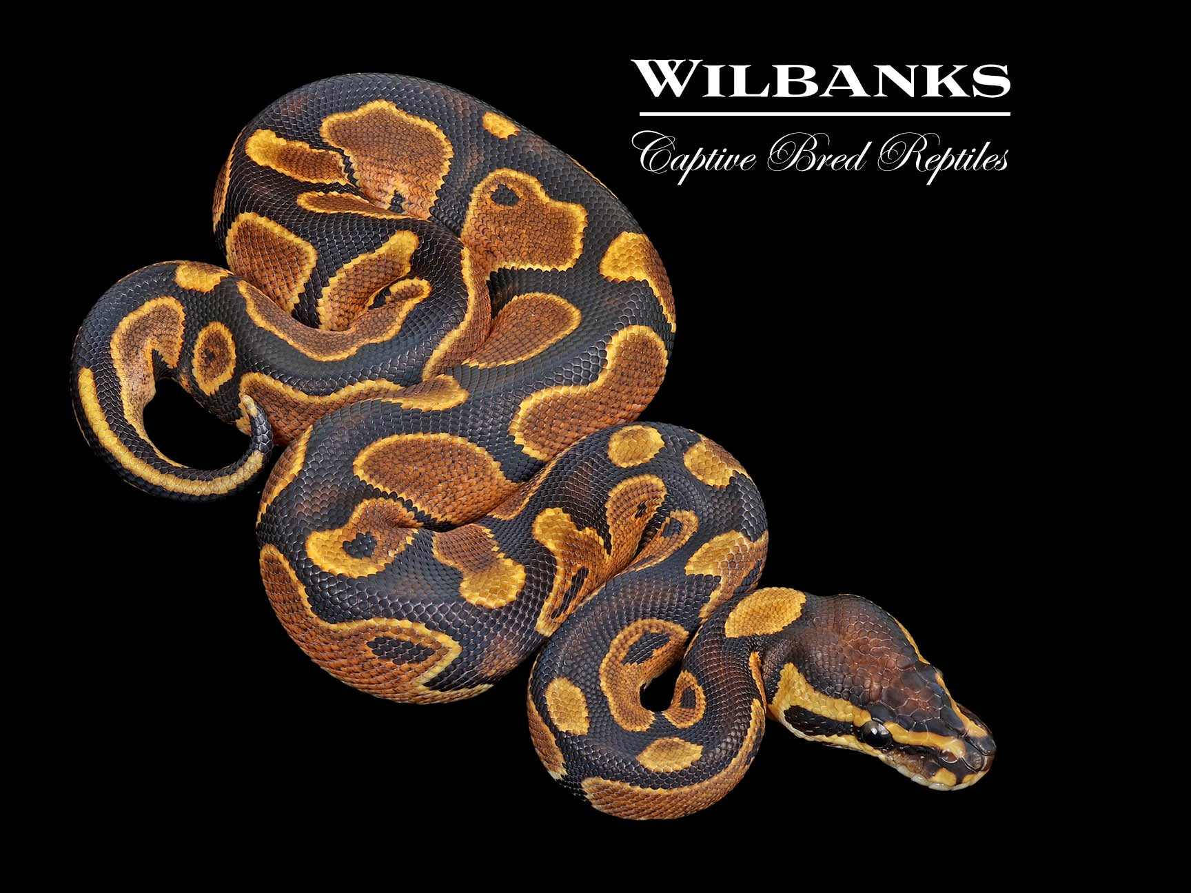 洋書 The Complete Ball Python The Complete Ball Python | NHBS Academic & Professional Books