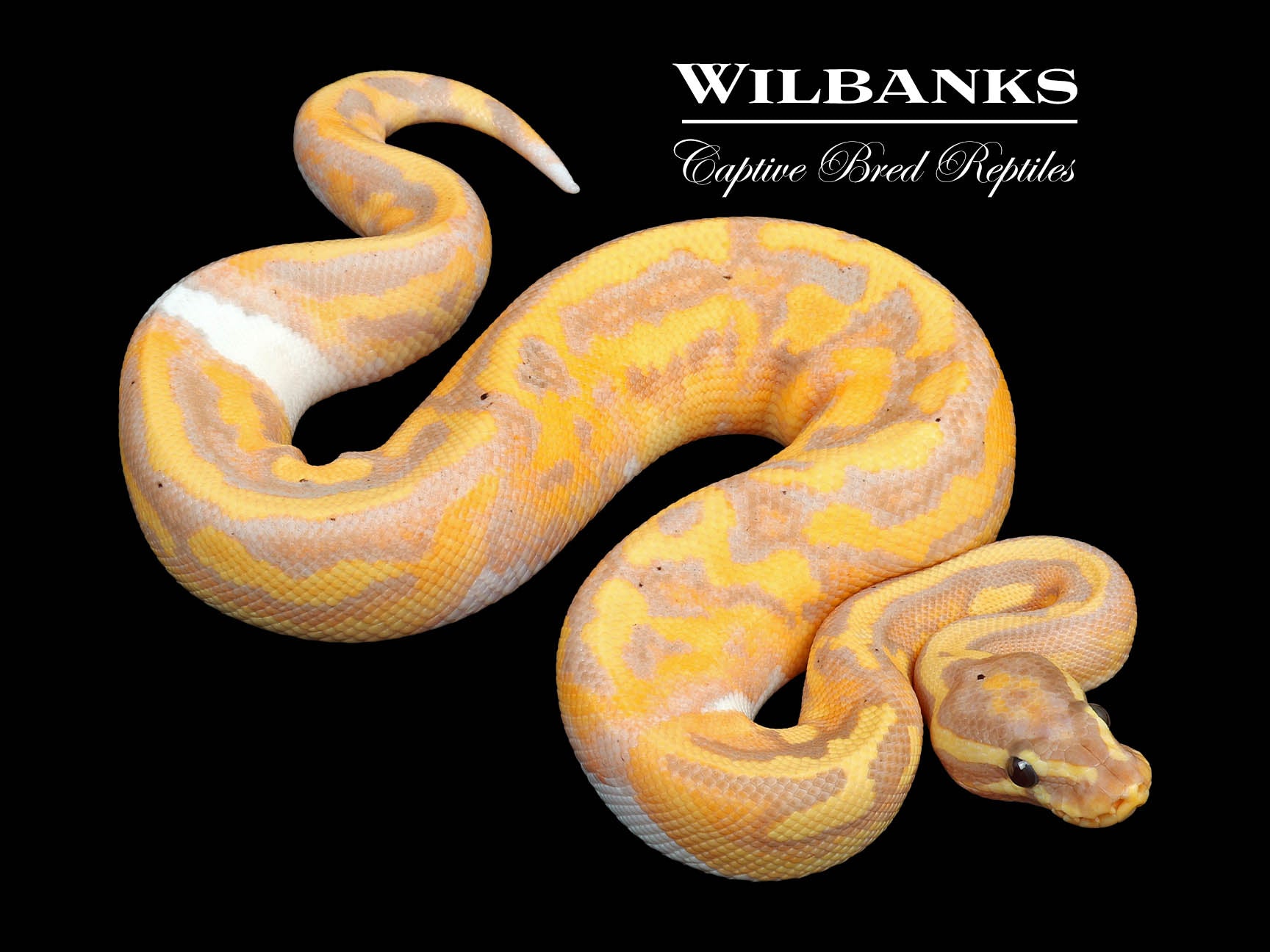 Banana Pied Ball Python ♂ '24 Wilbanks Captive Bred Reptiles