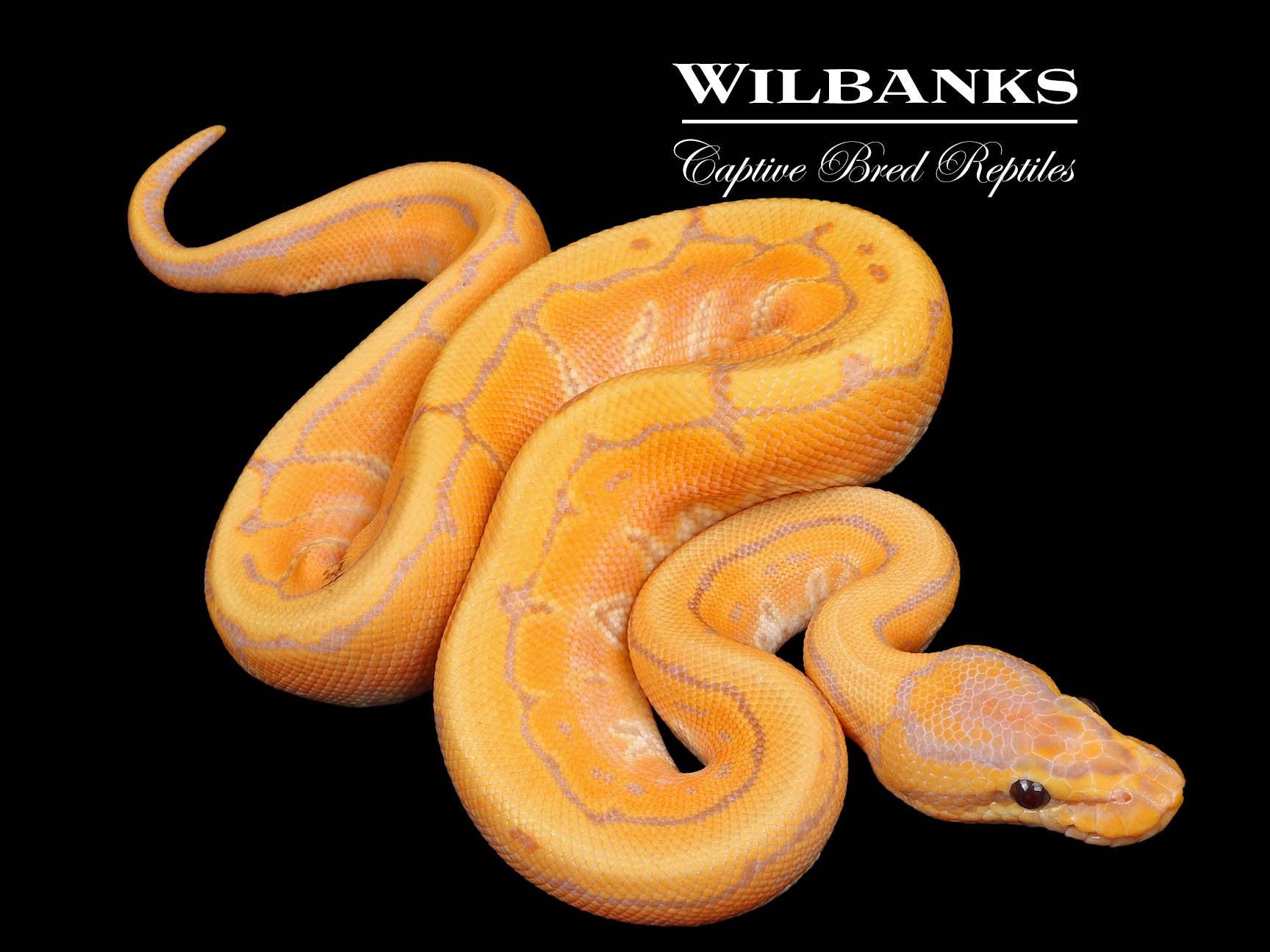 Banana Pinstripe 100 Het. Clown Ball Python ♂ '24 Wilbanks Captive