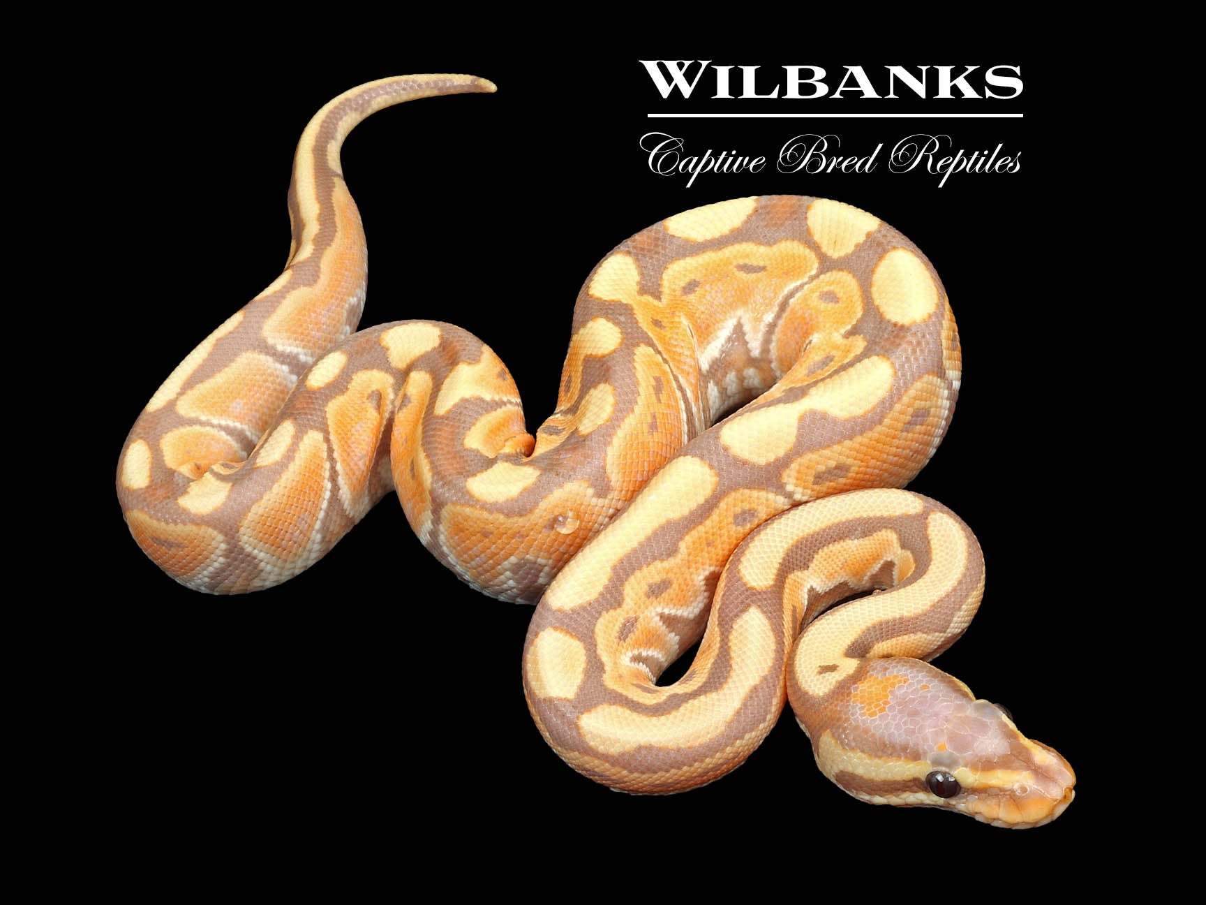 Banana Russo Ball Python ♂ '24 Wilbanks Captive Bred Reptiles