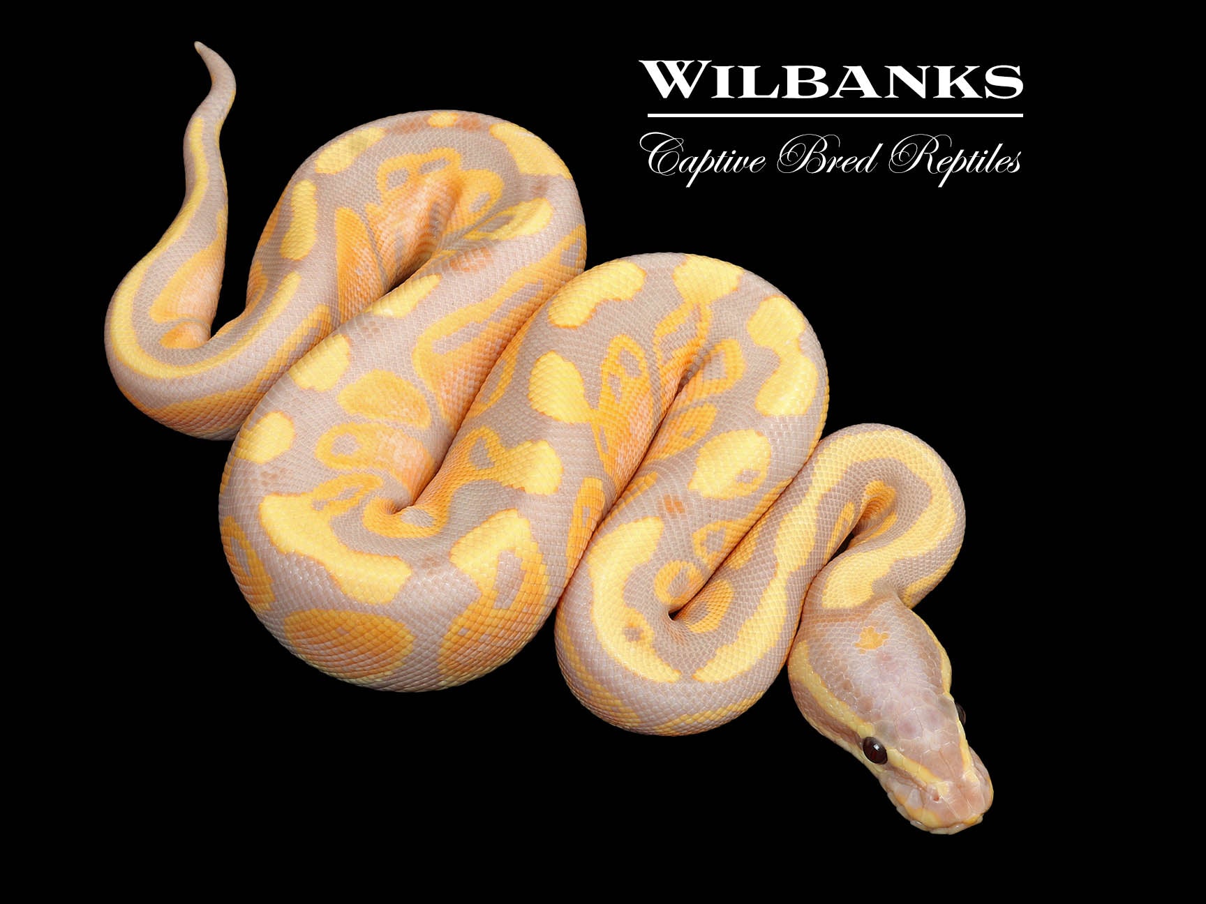 Banana Ball Python ♀ '25 – Wilbanks Captive Bred Reptiles