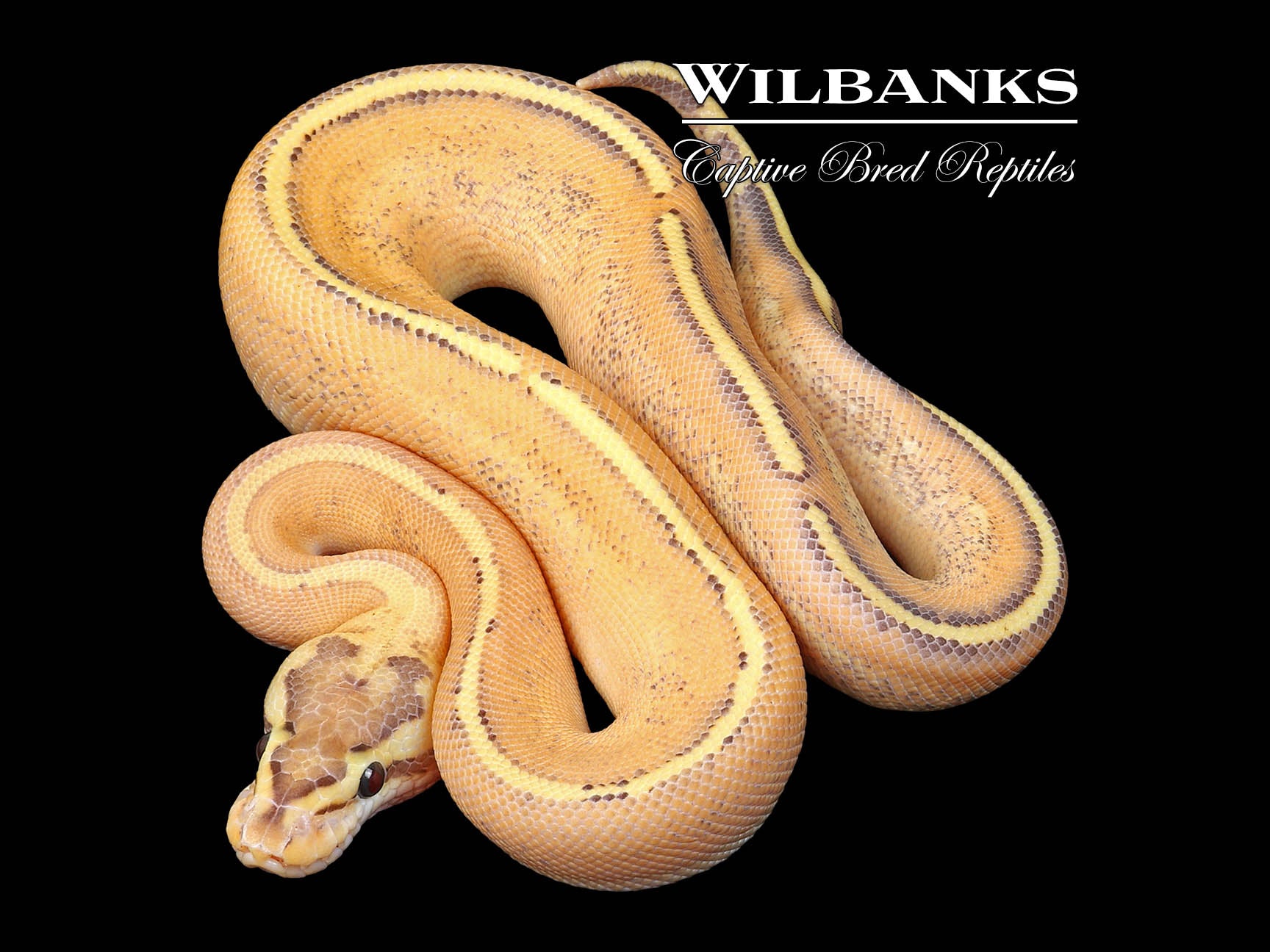 Puma Ball Python ♂ '24 Wilbanks Captive Bred Reptiles