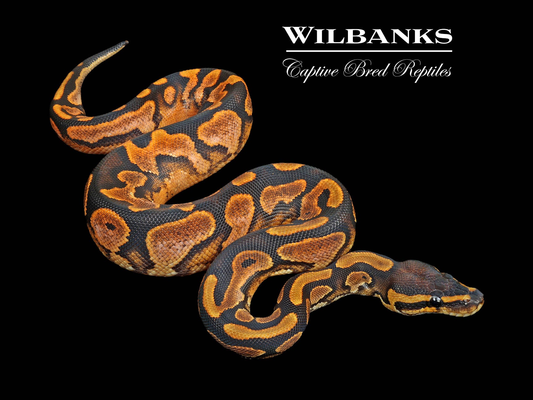 Sugar Yellow Belly 100 Het. Orange Crush Ball Python ♀ '24 Wilbanks