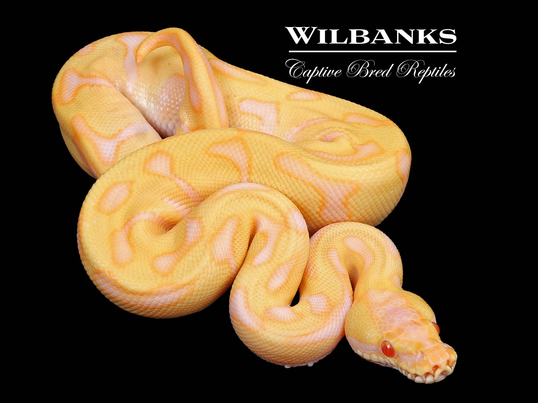 Albino Leopard Enchi Ball Python ♂ '24 Wilbanks Captive Bred Reptiles