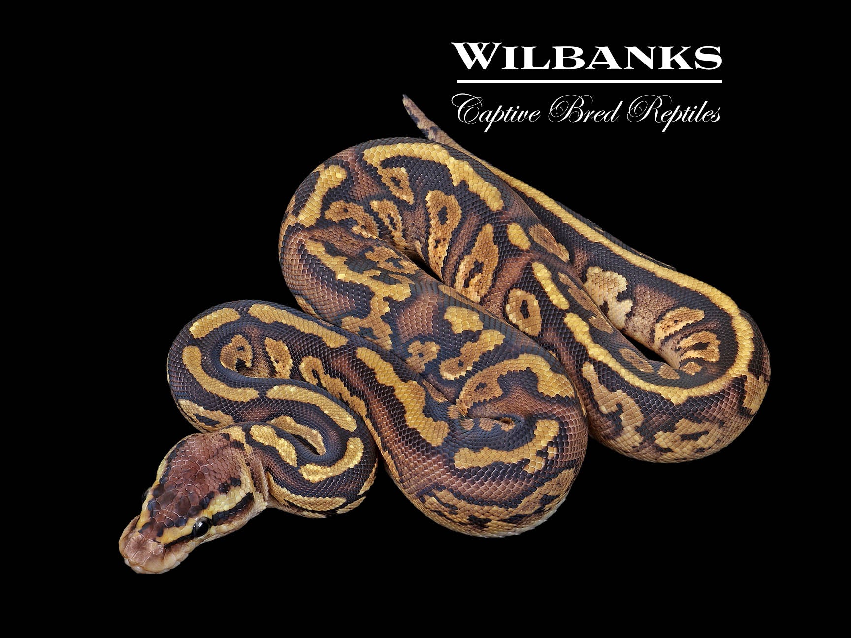 Mahogany Pastel 100% Het. Pied Ball Python ♀ '25 – Wilbanks