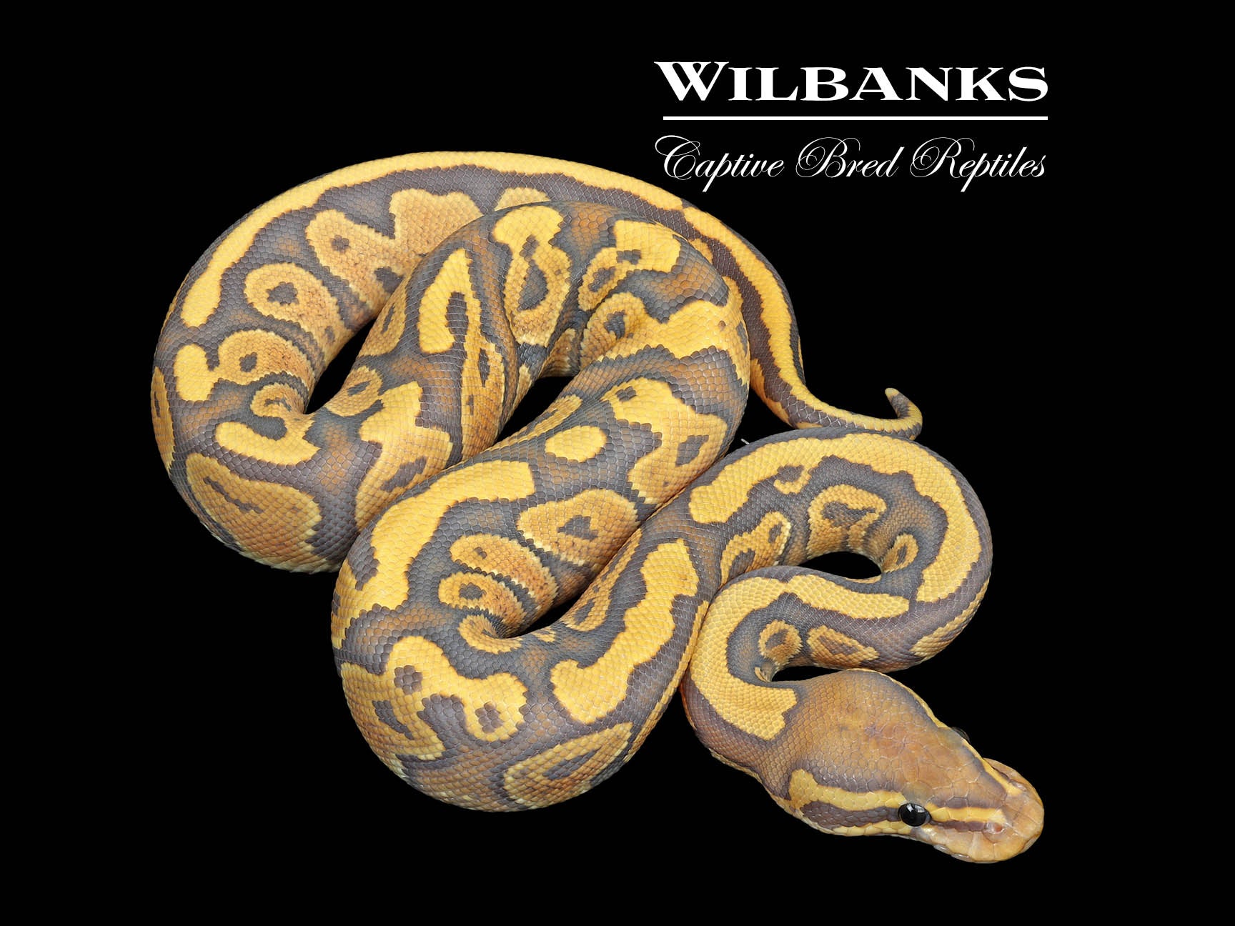 Fire Hypo Ball Python ♀ '25 – Wilbanks Captive Bred Reptiles