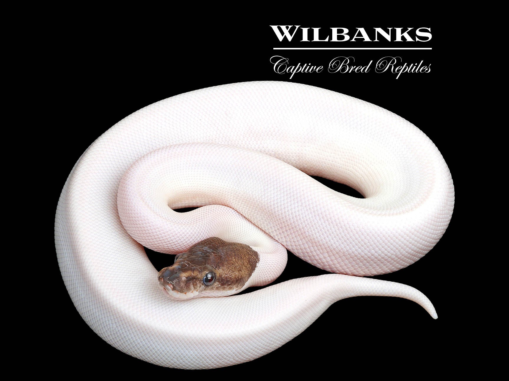 Mahogany Cinnamon Pied Ball Python ♀ '25 – Wilbanks Captive Bred