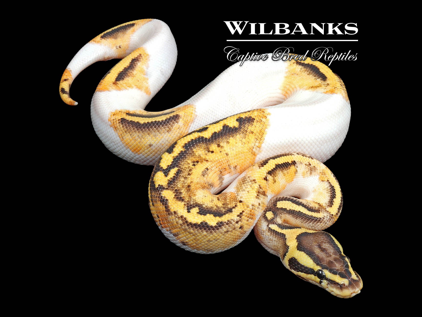 FireFly Pied Ball Python ♂ '24 Wilbanks Captive Bred Reptiles