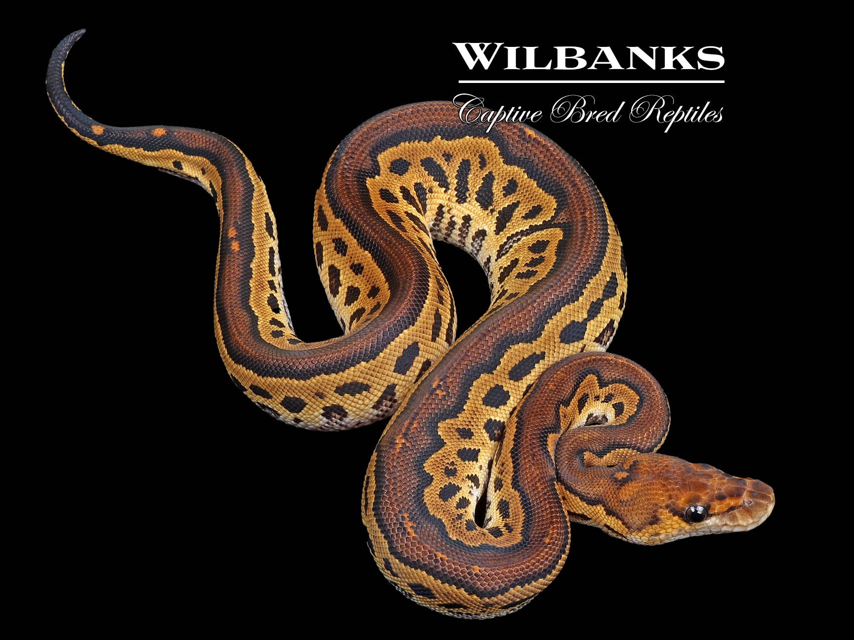 Blackhead Clown Ball Python ♀ '24 Wilbanks Captive Bred Reptiles
