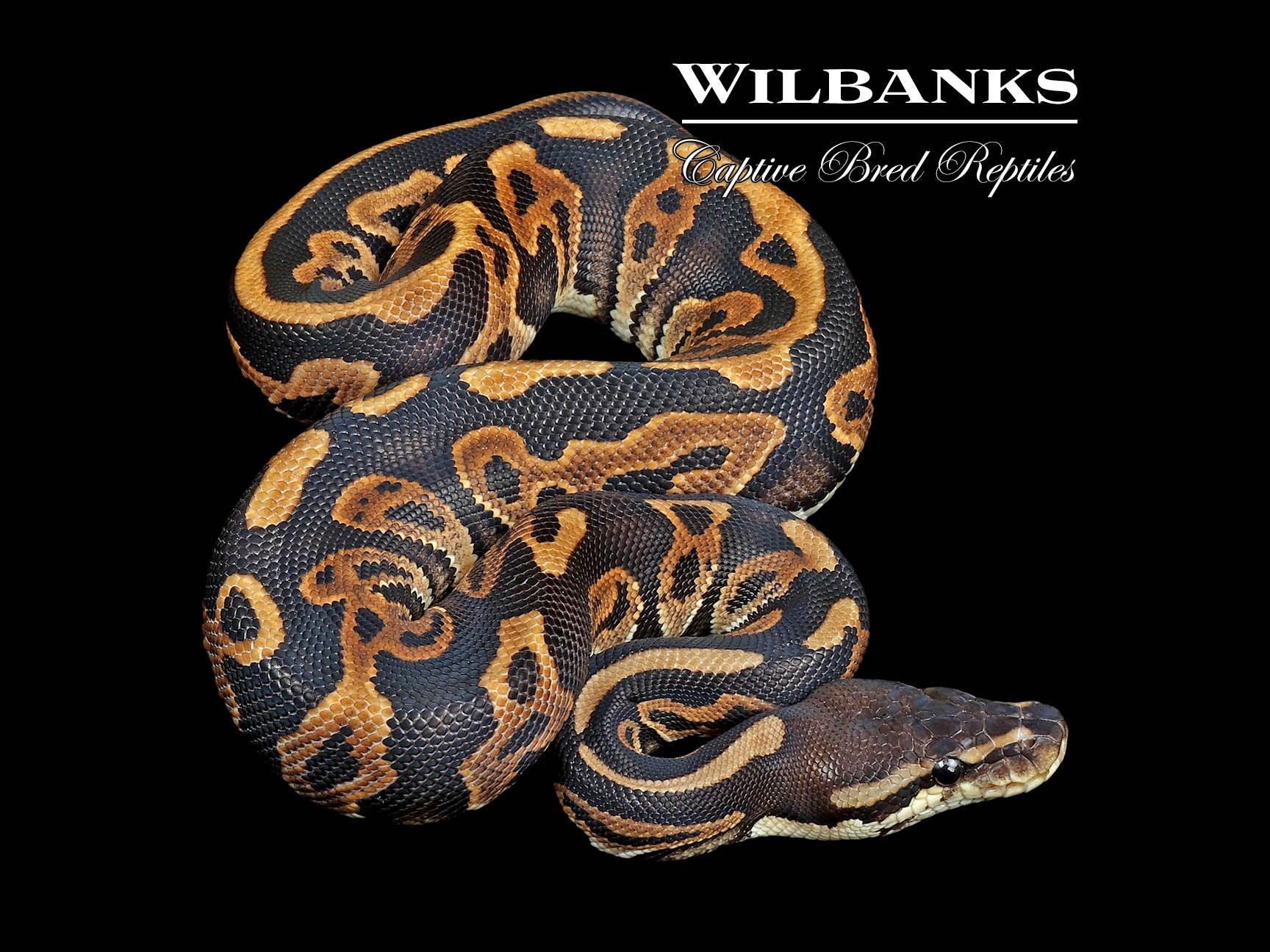Leopard Cinnamon Ball Python ♂ '24 Wilbanks Captive Bred Reptiles