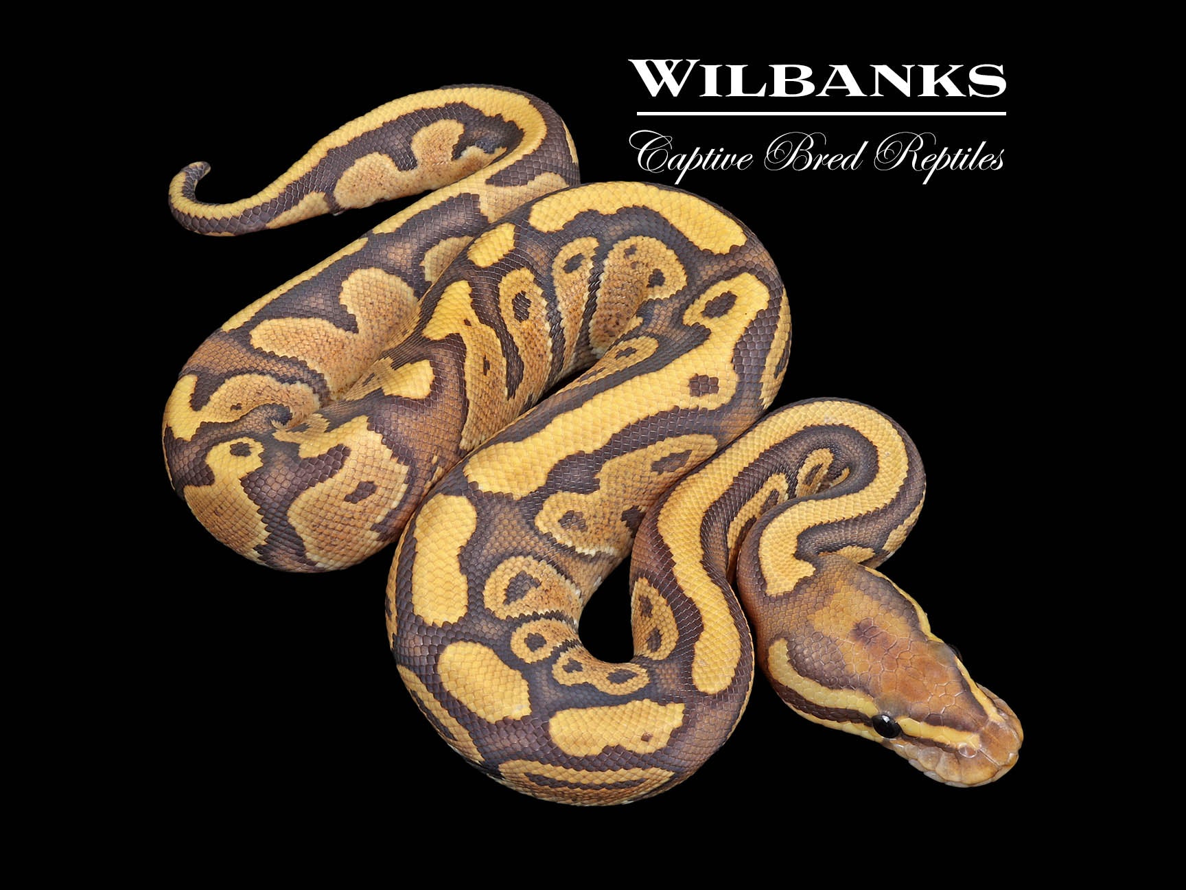 【廃盤】SNAKES,THE QONOS vs SNAKES 廃盤】SNAKES,THE QONOS vs SNAKES