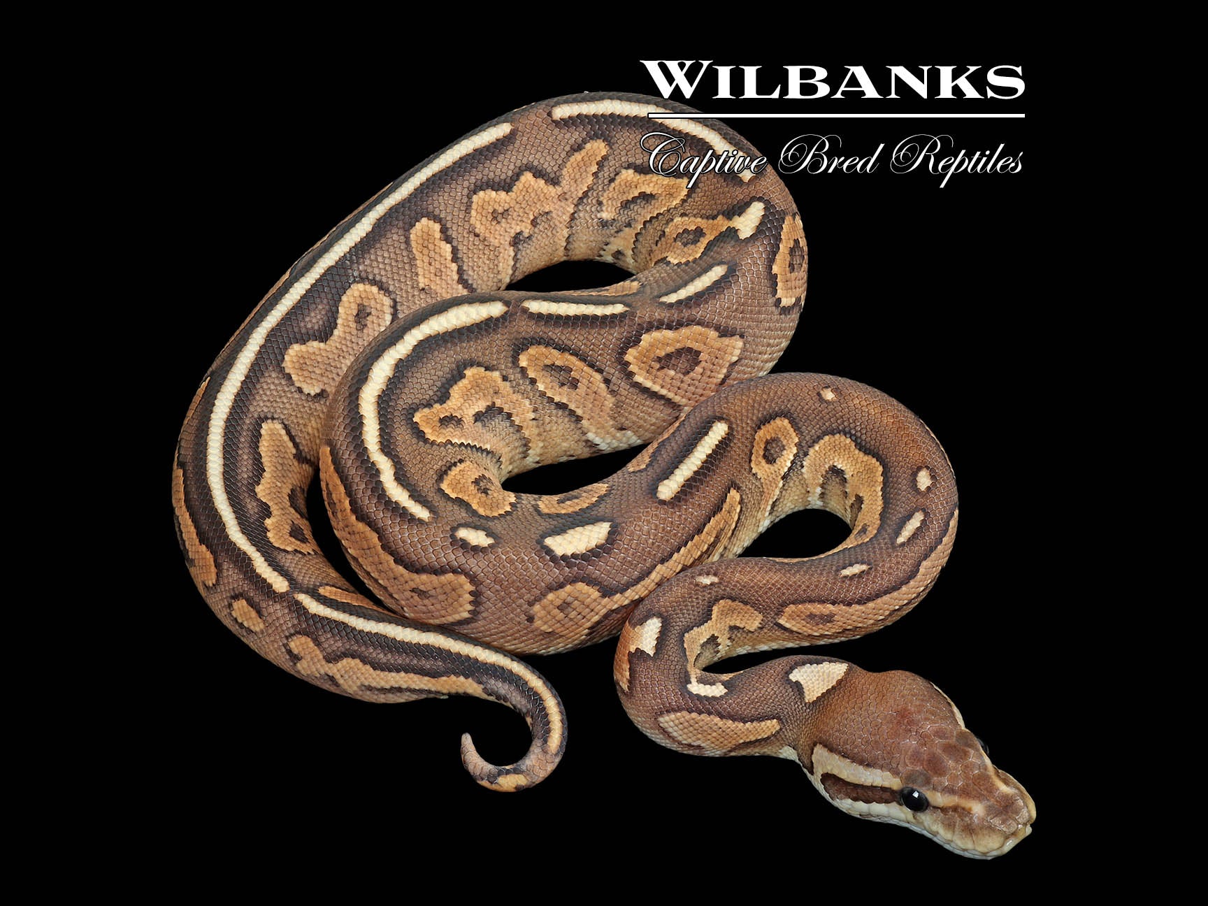 Cinnamon Special Fire Ball Python ♀ '25 – Wilbanks Captive